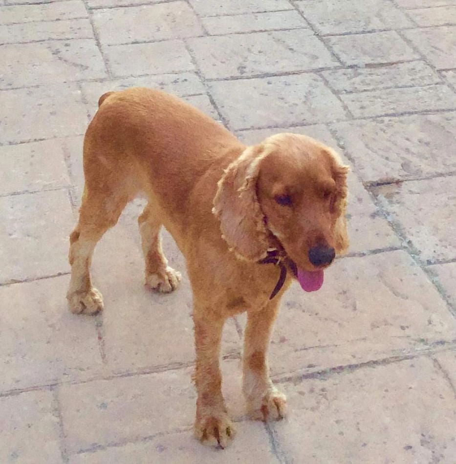 Jara - Urbanización Oasis de Marbella, Marbella