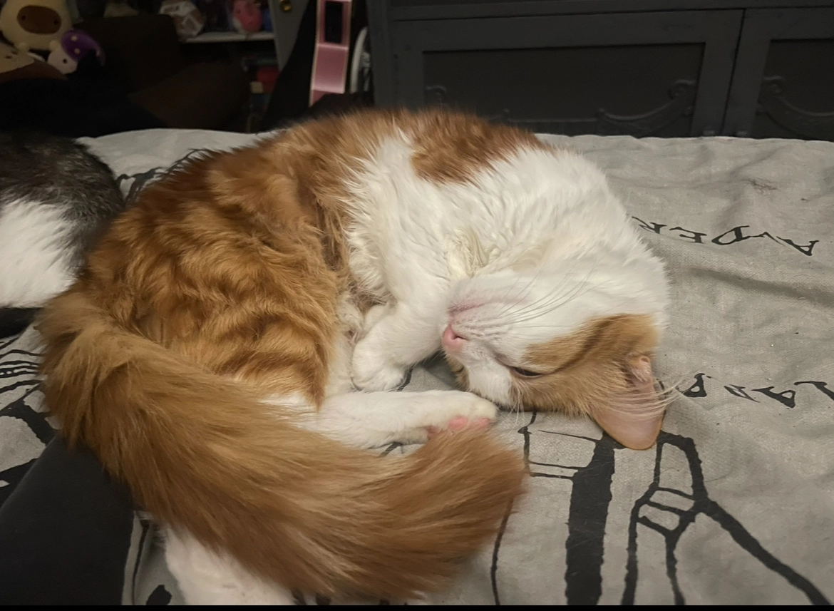 Rex - Bases lane, Wells-next-the-Sea