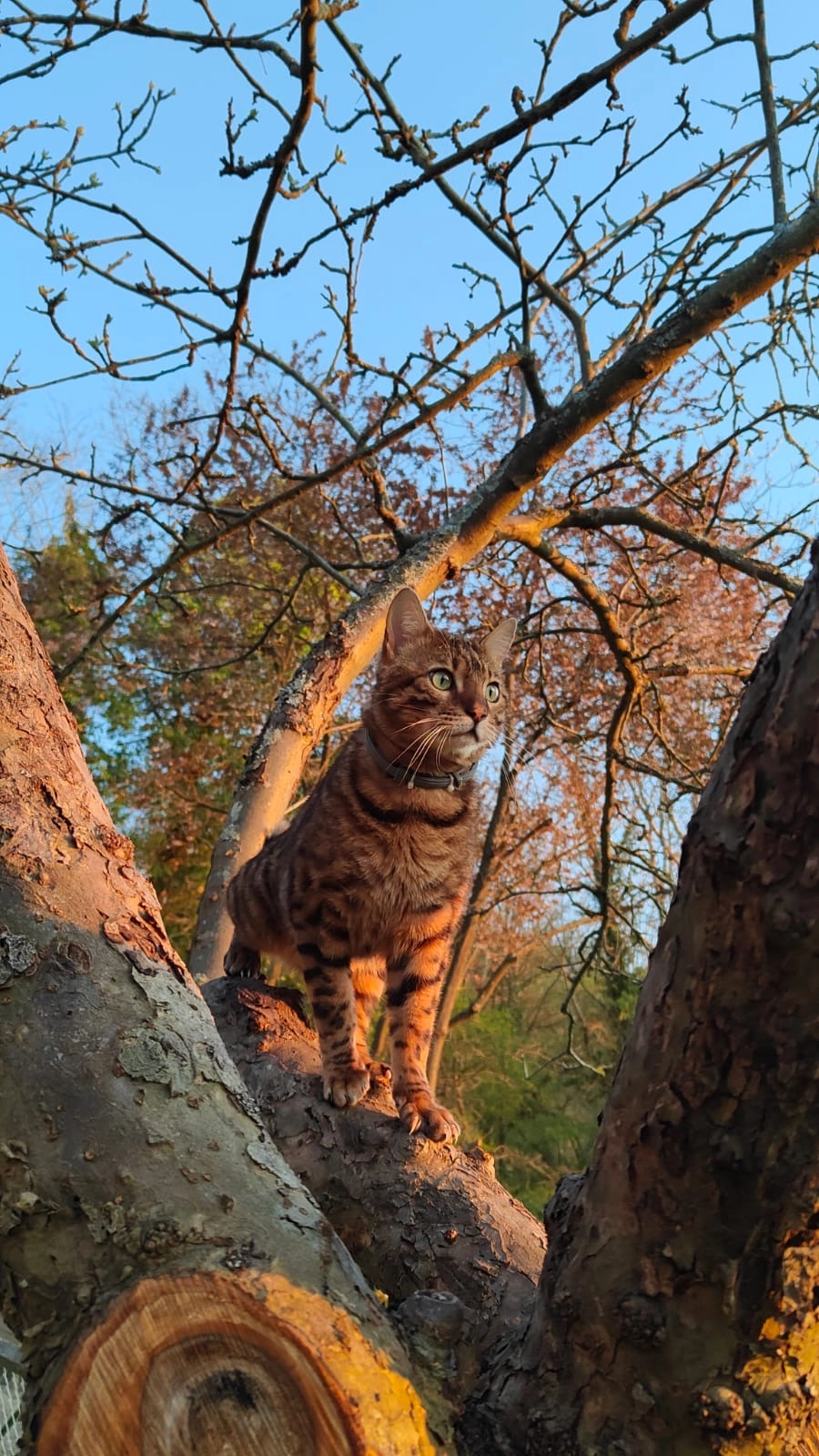 Mikachew - Rue De La Londe, Grand-Couronne