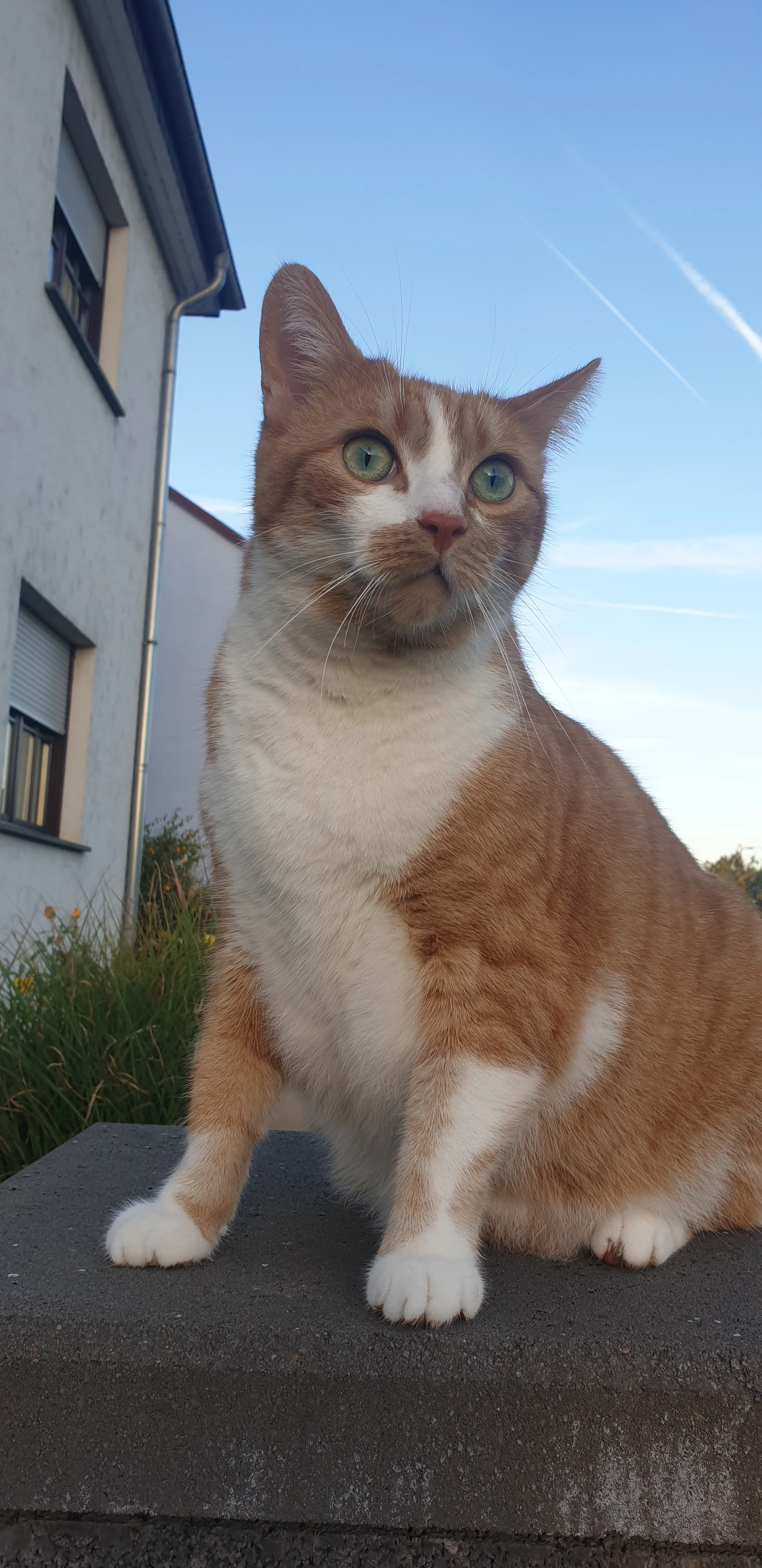 Coopy - Eisenbahnstraße, Oestrich-Winkel