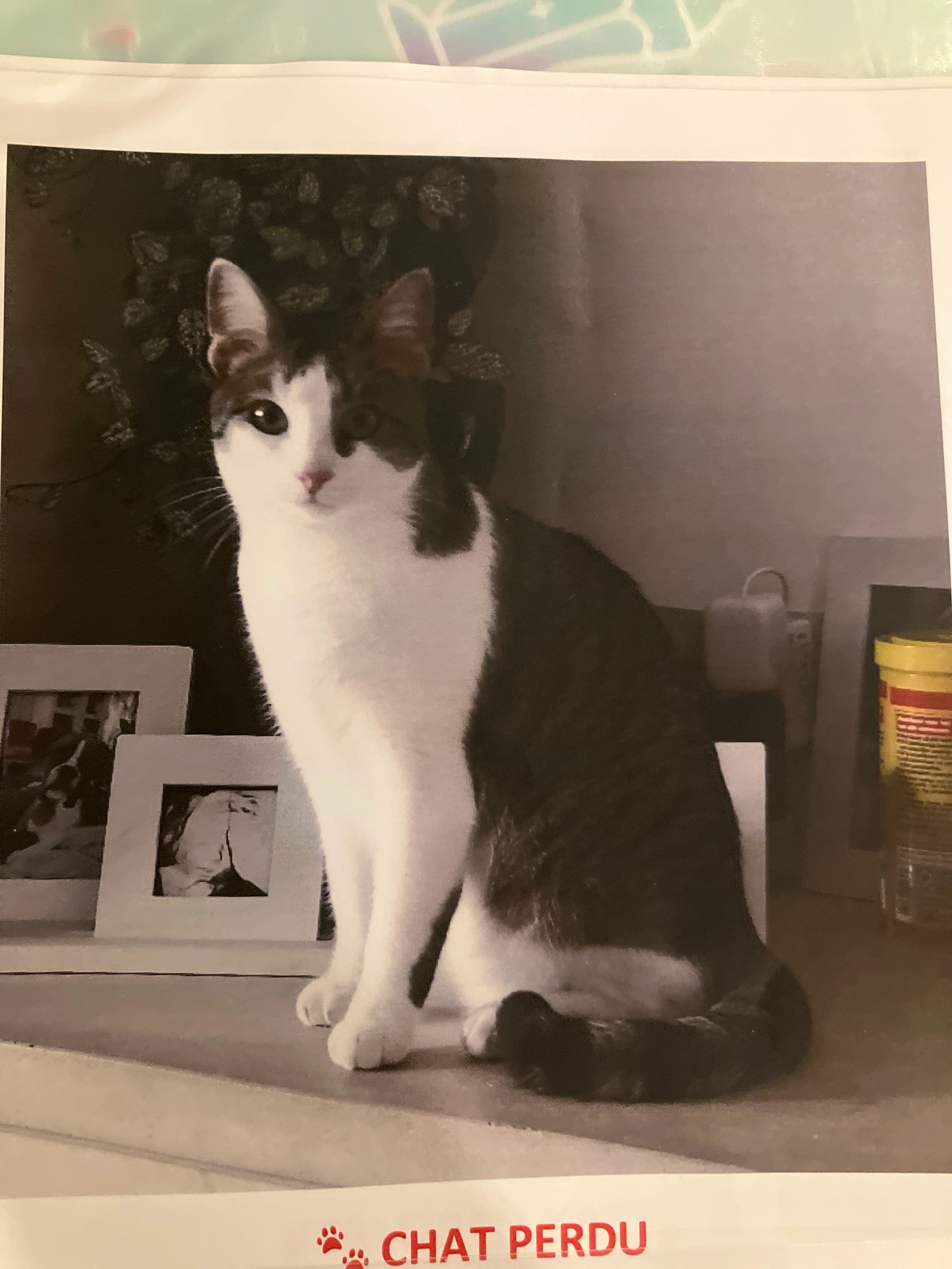 Toby - Olmenstraat, Tervuren