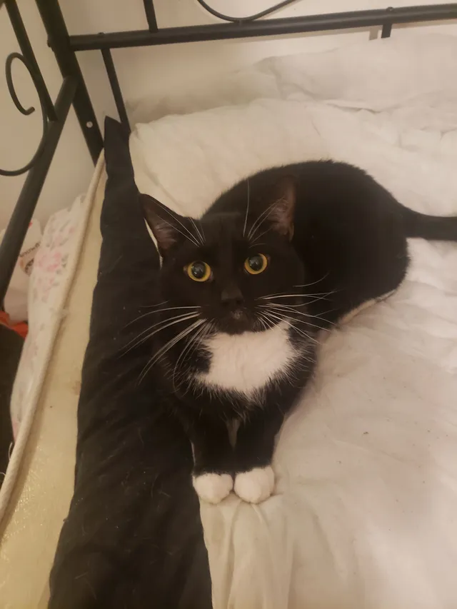 Felix - Lees New Road, Oldham