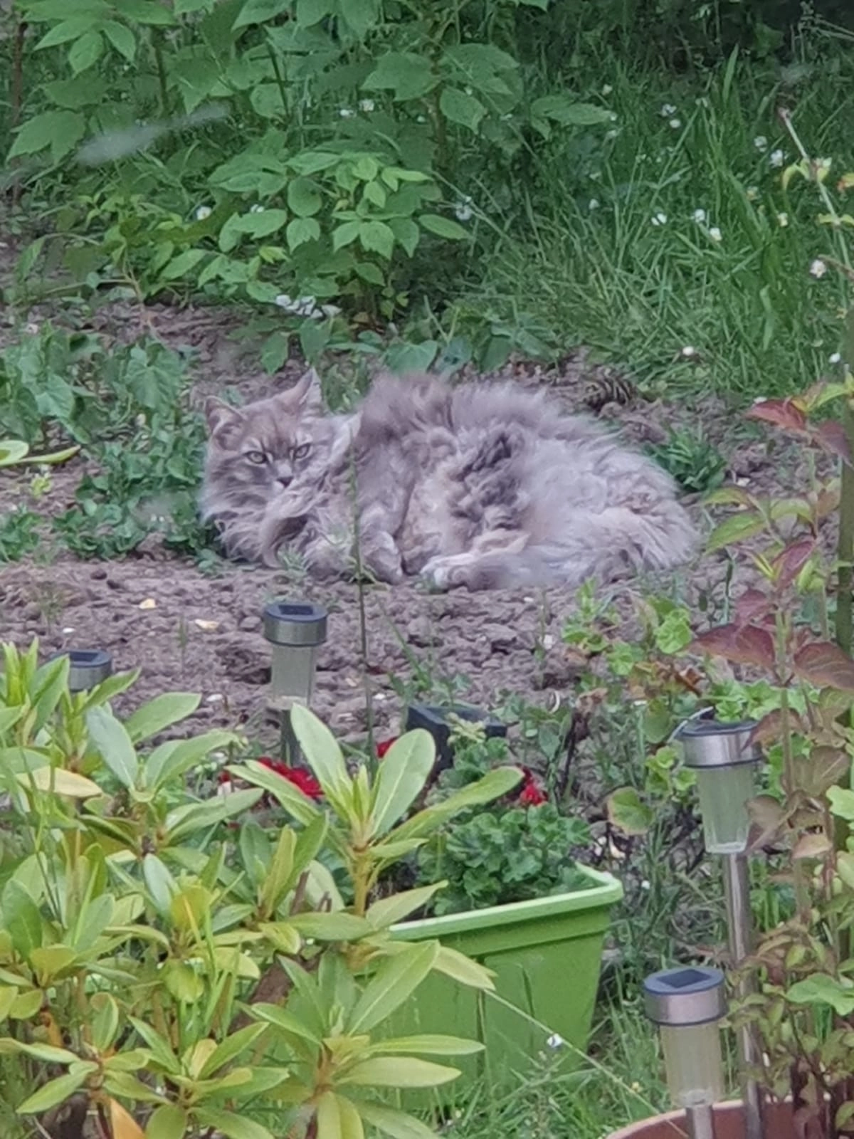 Jazzy - Rue De La Bigotte, Champcueil