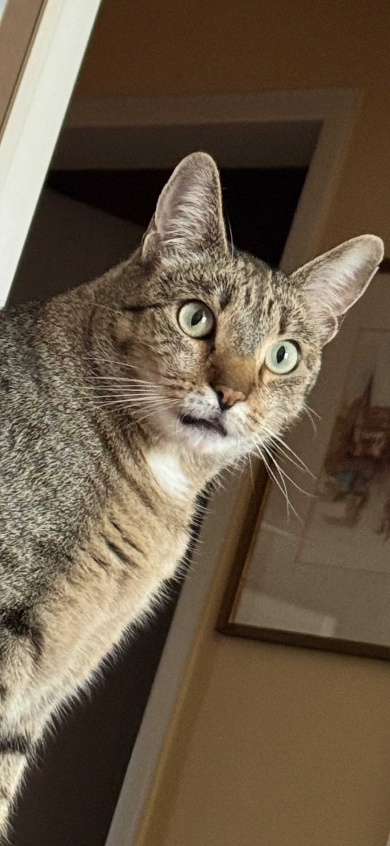 Felix  - Auer-von-Welsbach-Straße 17, Villach