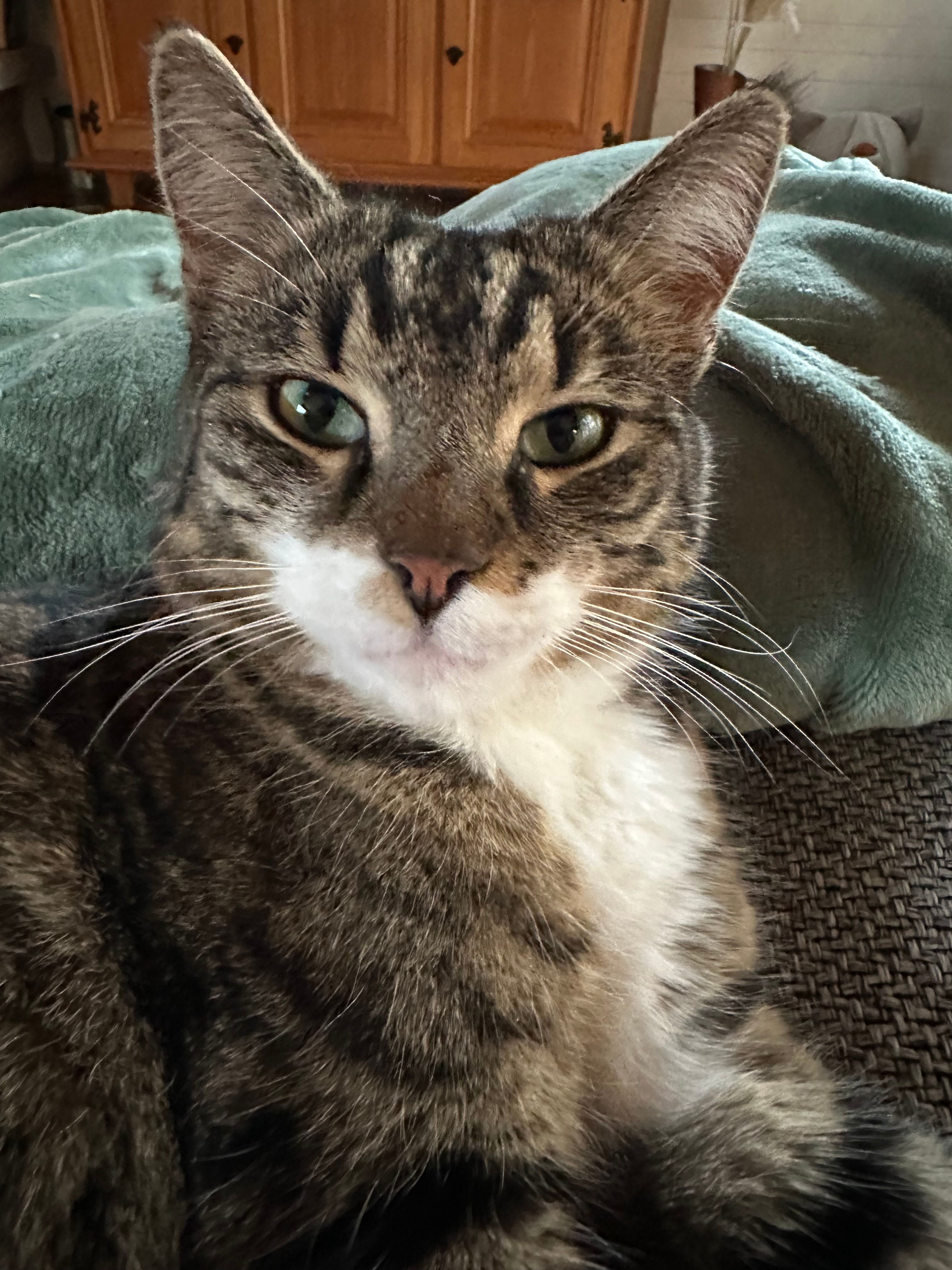 Timon - 7202, Trimmis