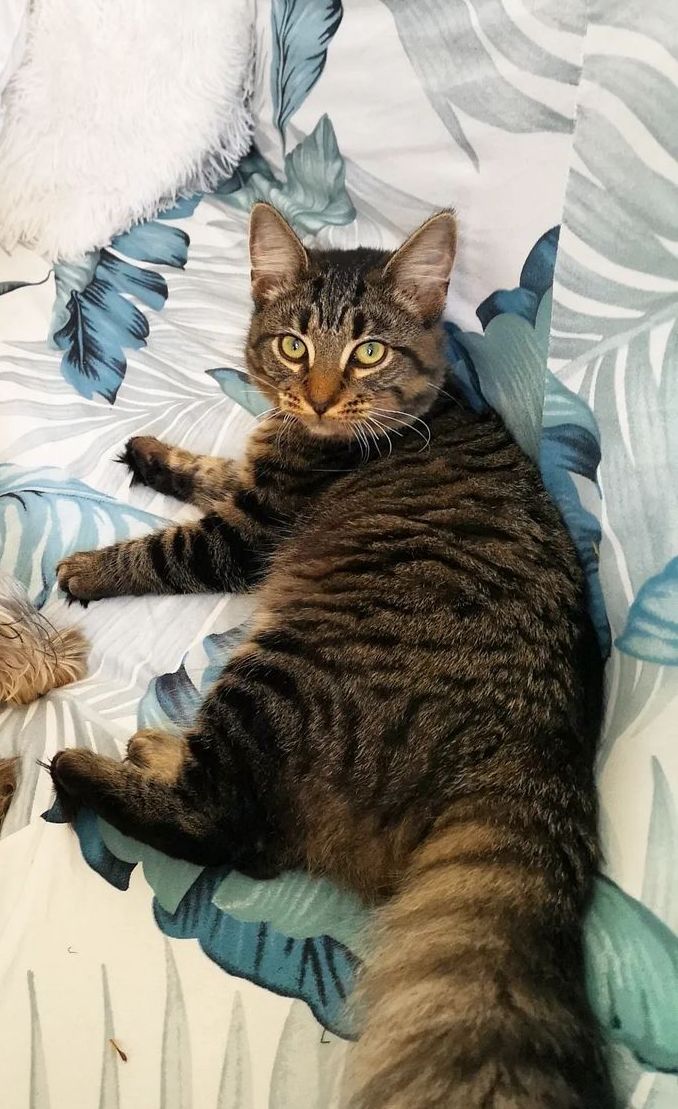 Mia - Via Maso di Banco, Firenze