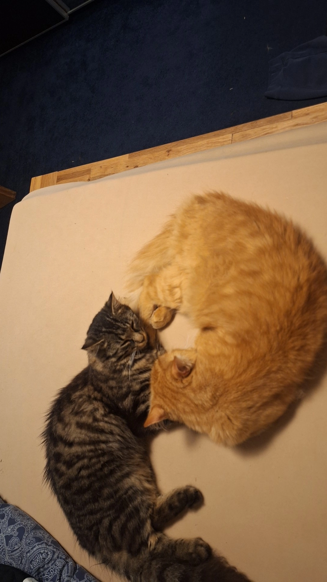 Kosmo - Hagen 3, Schüpfen