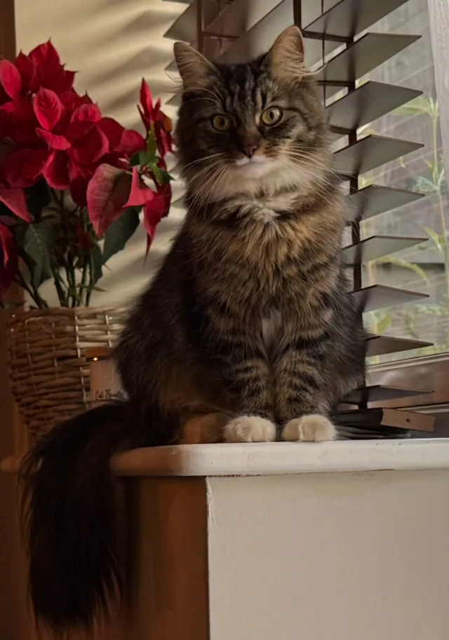 Luna - Elmwood Avenue, Feltham