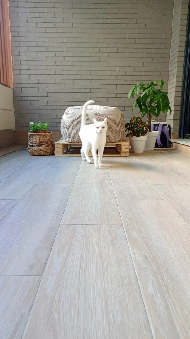 Champion - Calle Del Pico De San Pedro, Tres Cantos