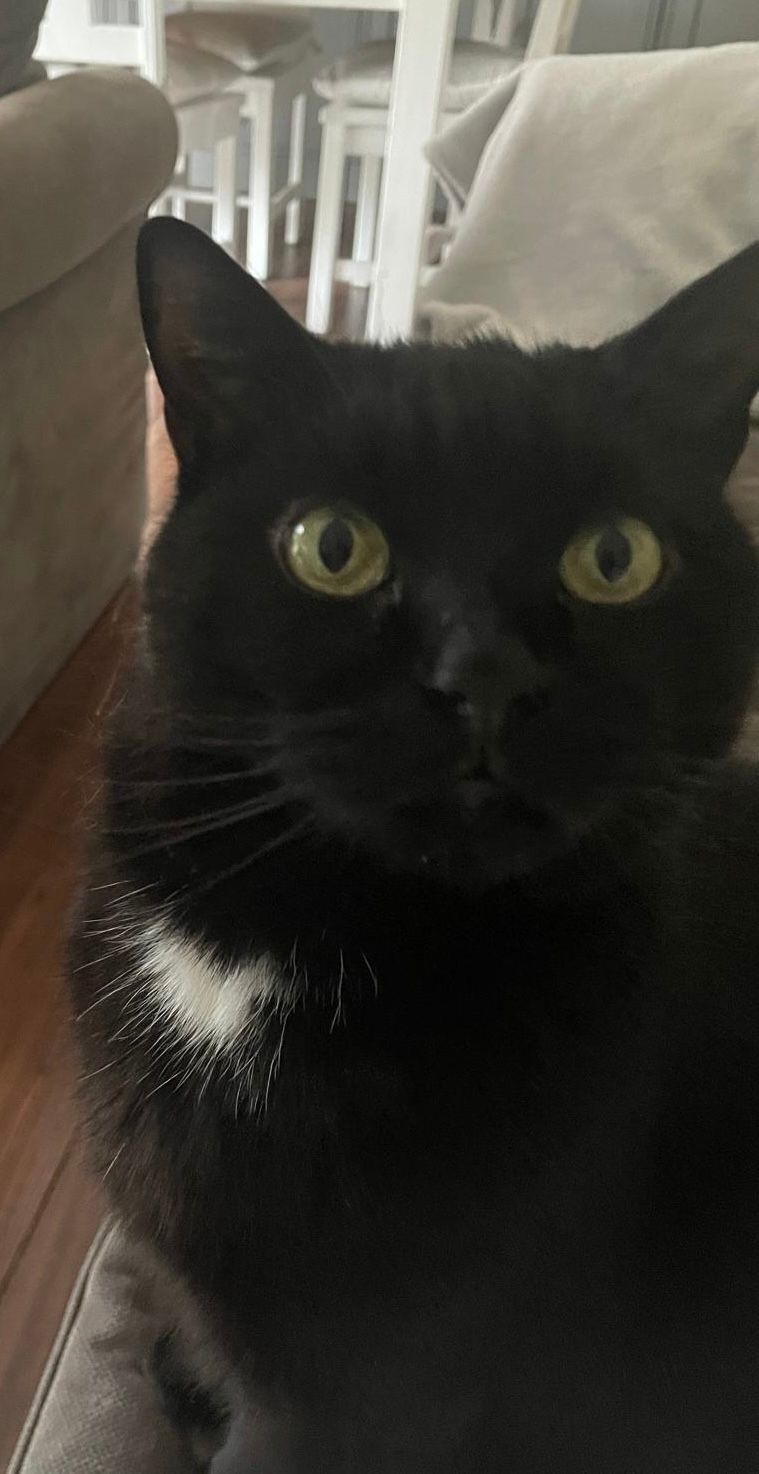 Timmy - Drynam Crescent, Swords