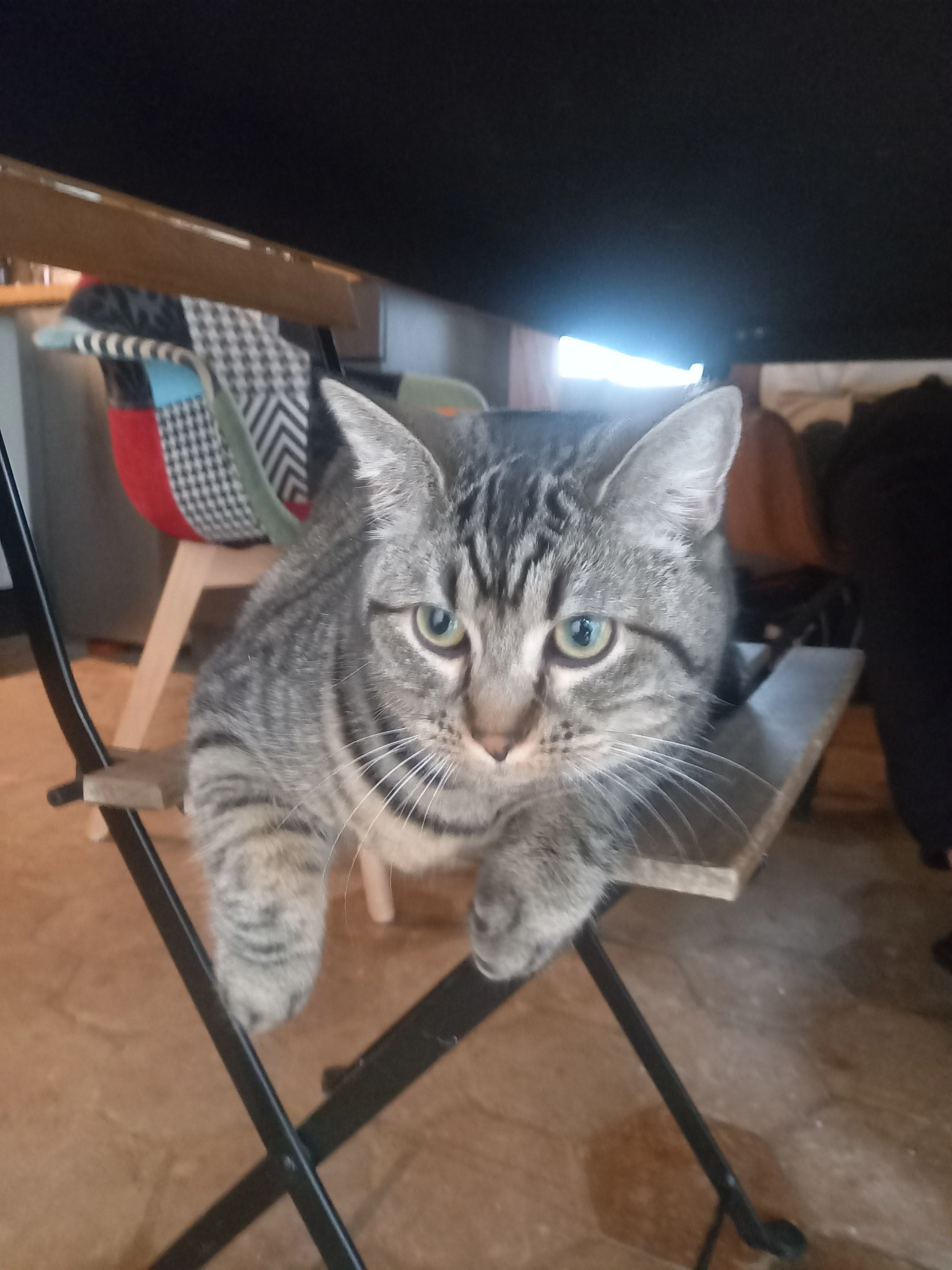 Molly  - Rue Pierre Brossolette, Gaillon