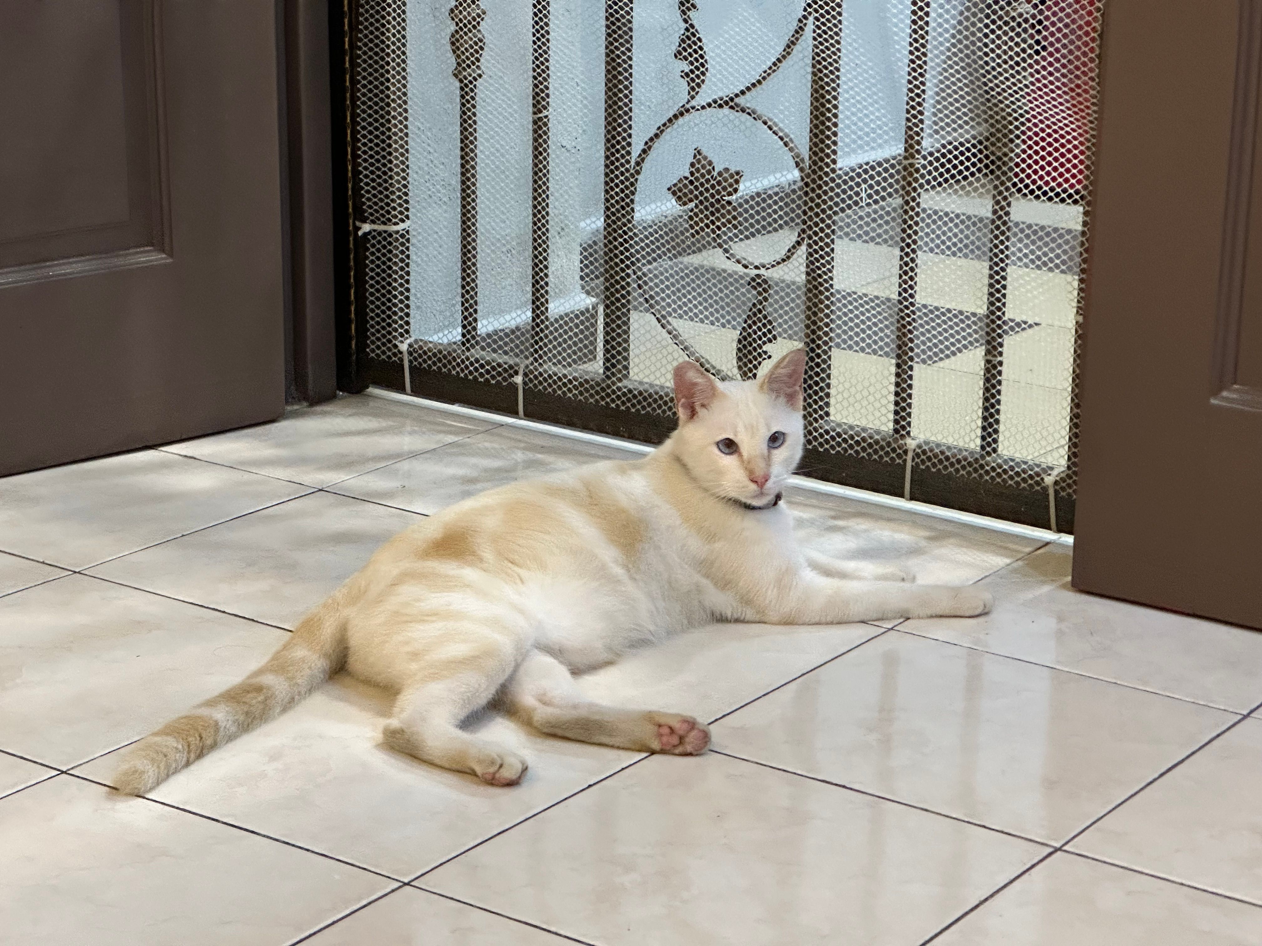 Xiao Bai 小白 - Bandar Parklands, Klang