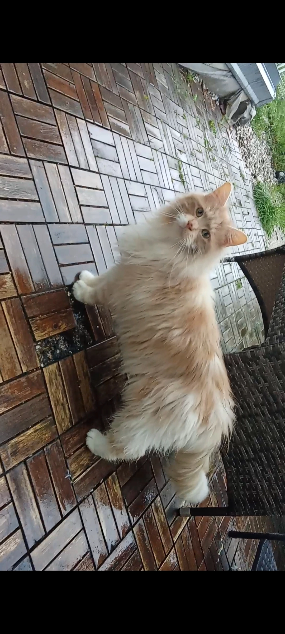 Moonie - Wiener Straße 24, Enns