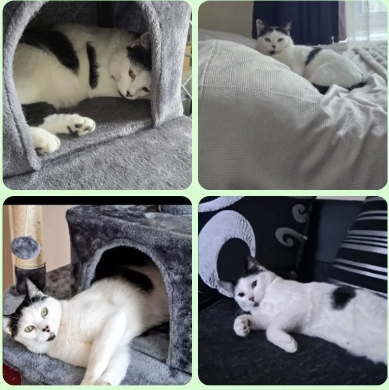 Carrington - Lina Street, Accrington