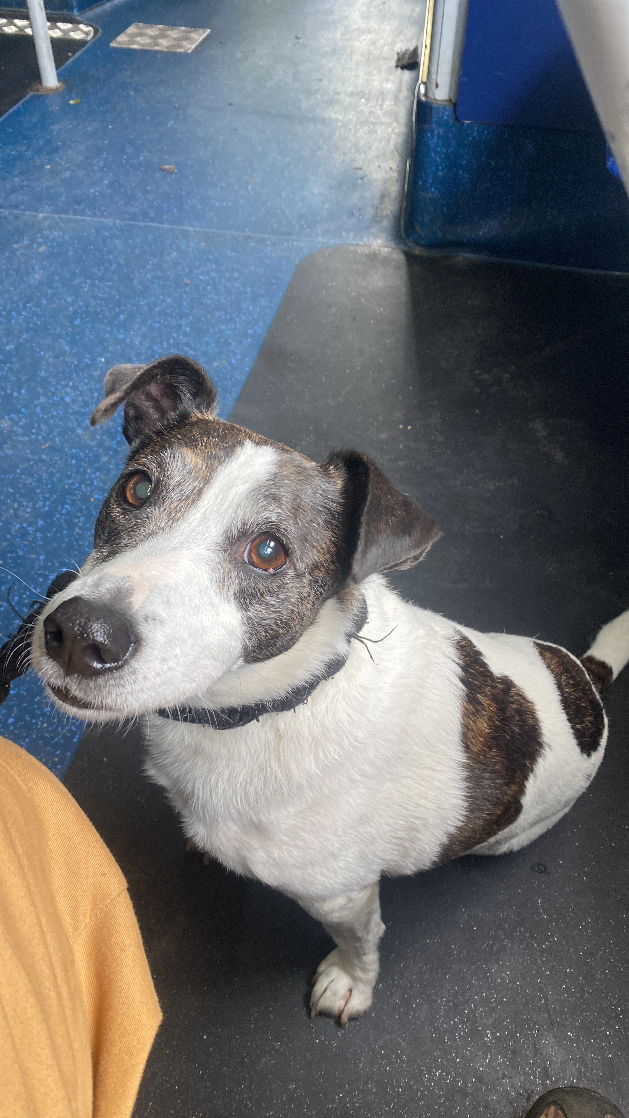 Geoffery  - Pennypot Lane, Woking