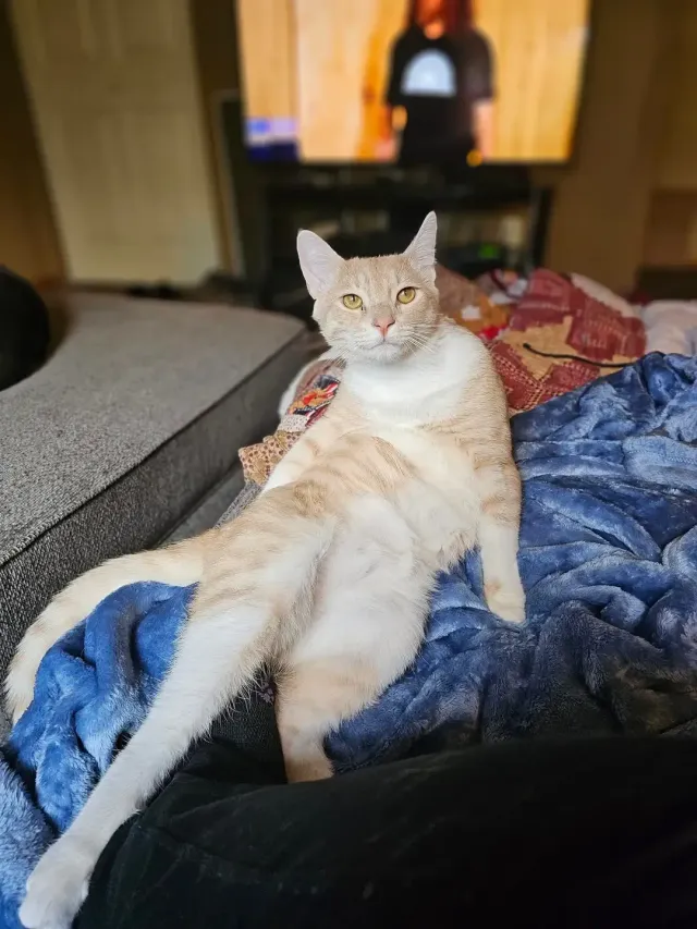 Colby jack - Justus Lane, Missoula