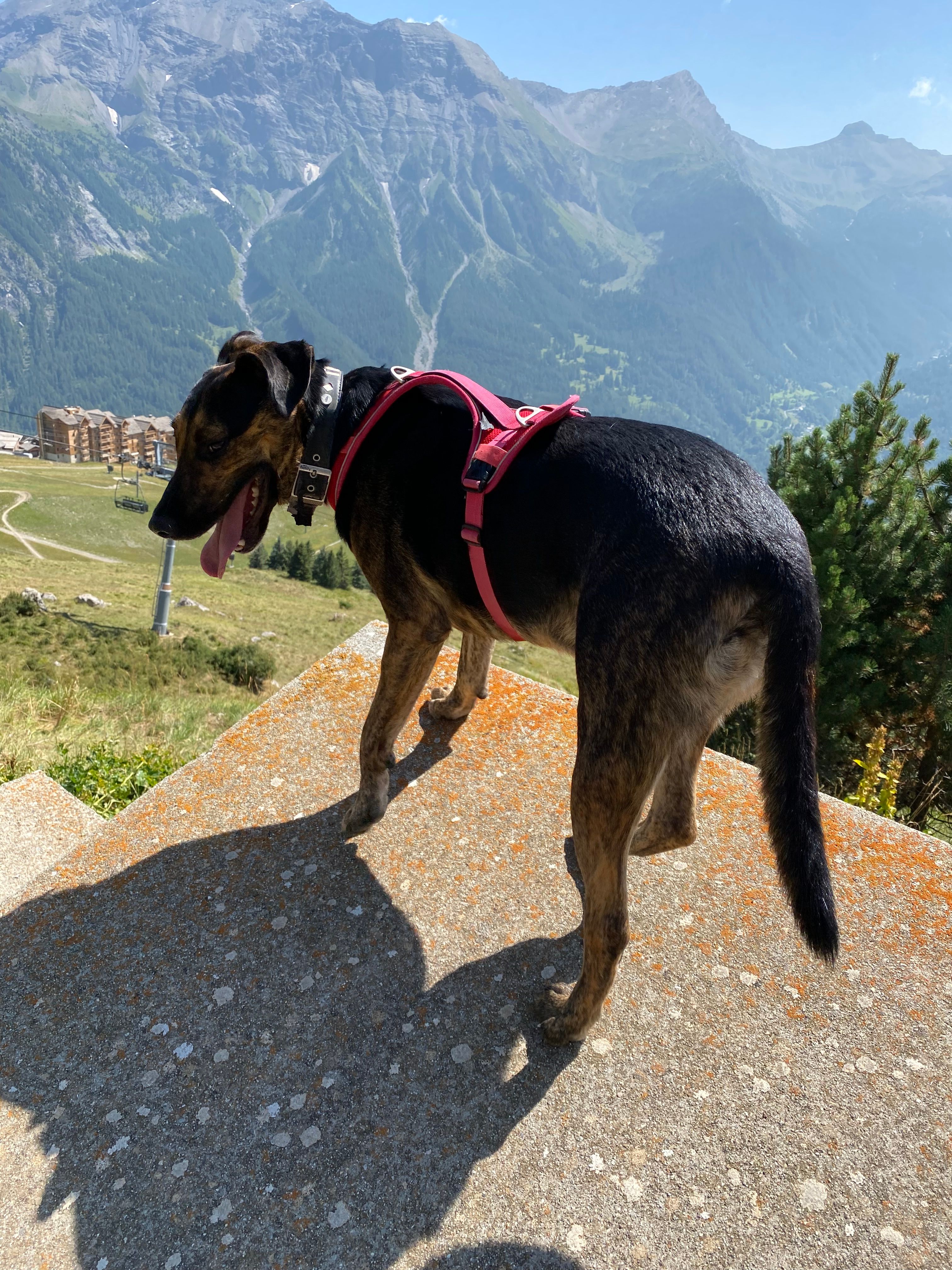 Sparky - Rue Du Kirchweg, Saint-Louis