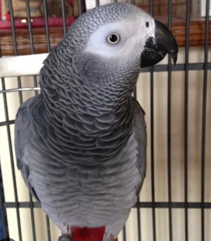 Wally - D 82, Cherrueix