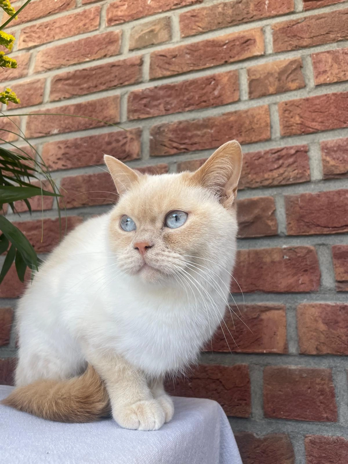Benny - Brockhagener Straße, Bielefeld