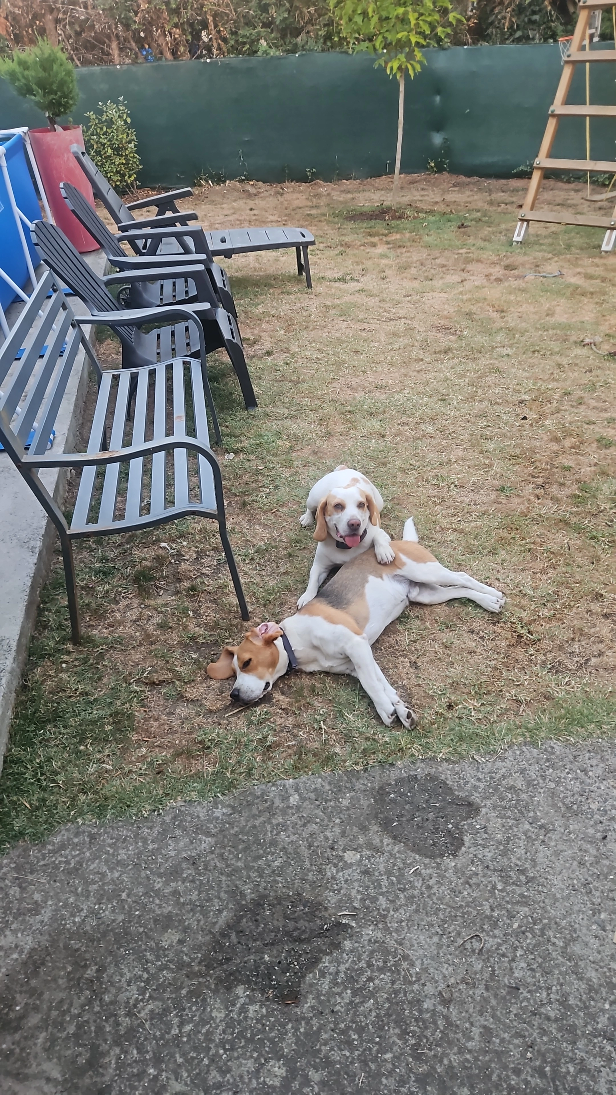 Ils s'appellent Sacha et Volvo  - Chemin du Trinquet, Guéthary