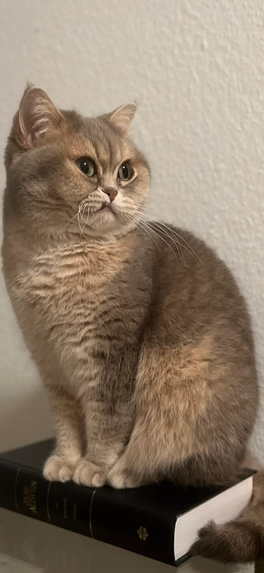 Coco - Franz-Xaver-Honold-Straße, Karlsruhe