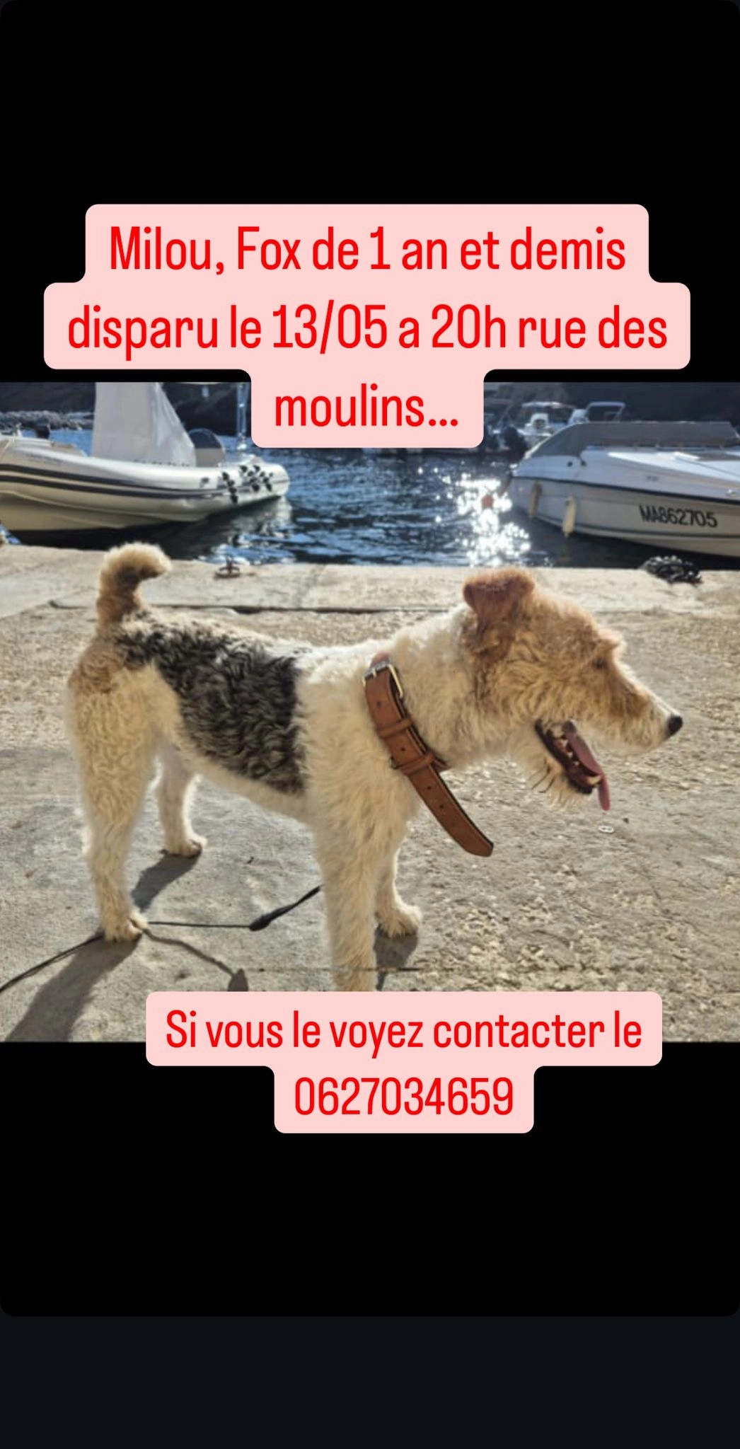 Milou - 7 Rue des Moulins, Marseille