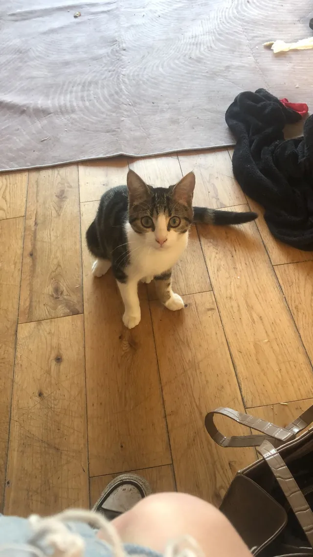 Mittens - Whelley, Wigan