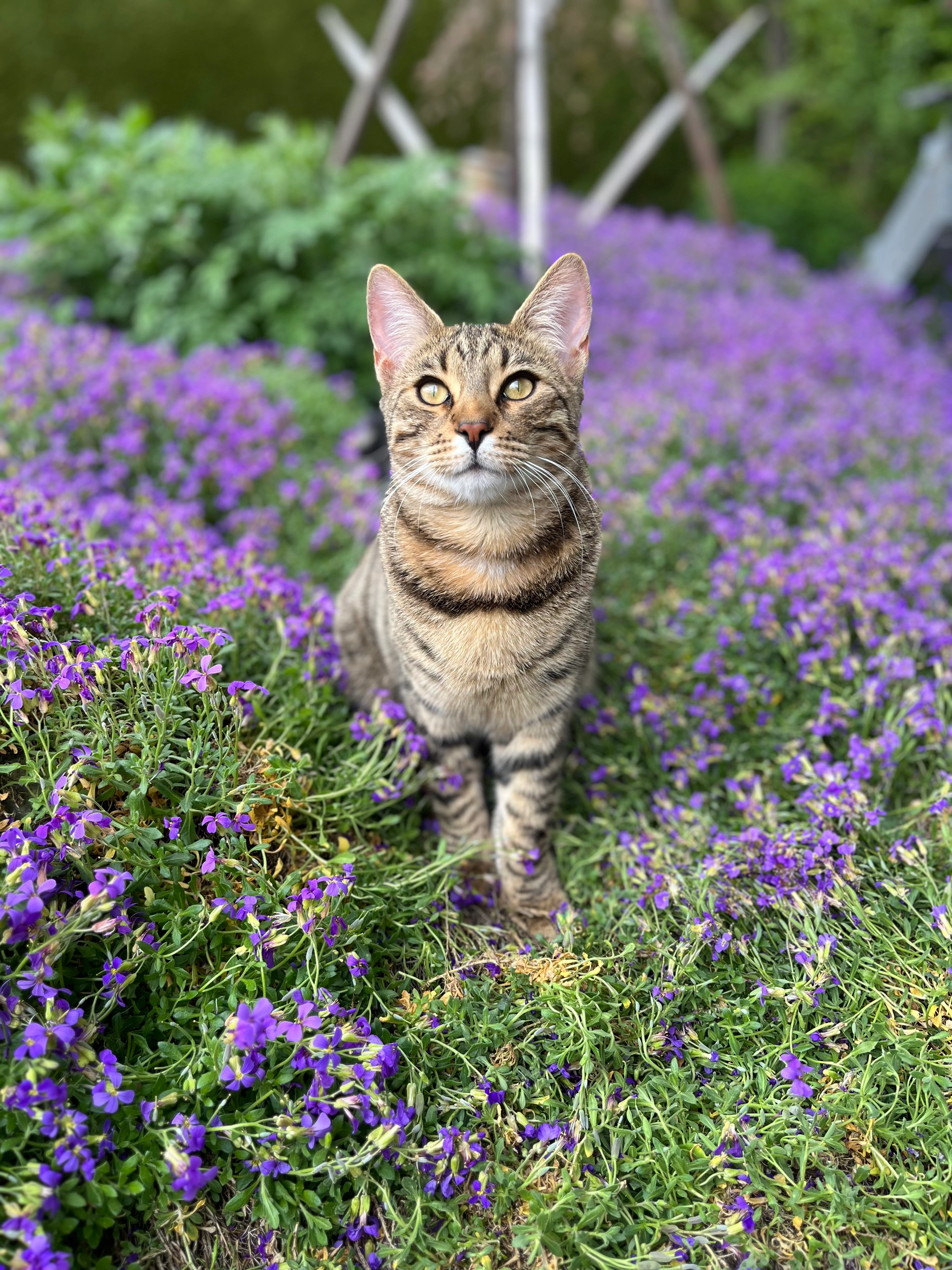 Henry - Guignicourt-Ring, Illerrieden