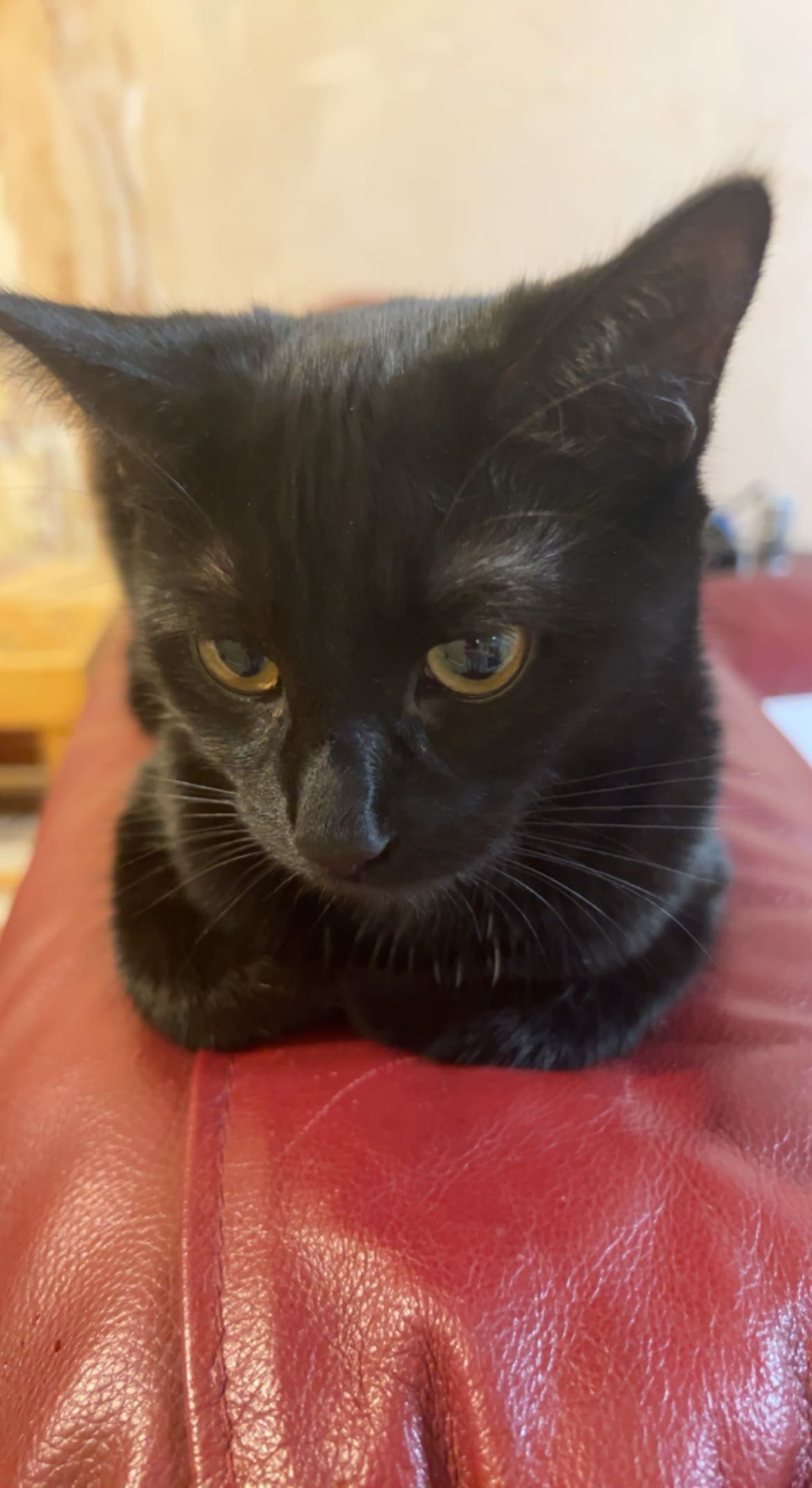 Kiwi - Cockett Road, Swansea