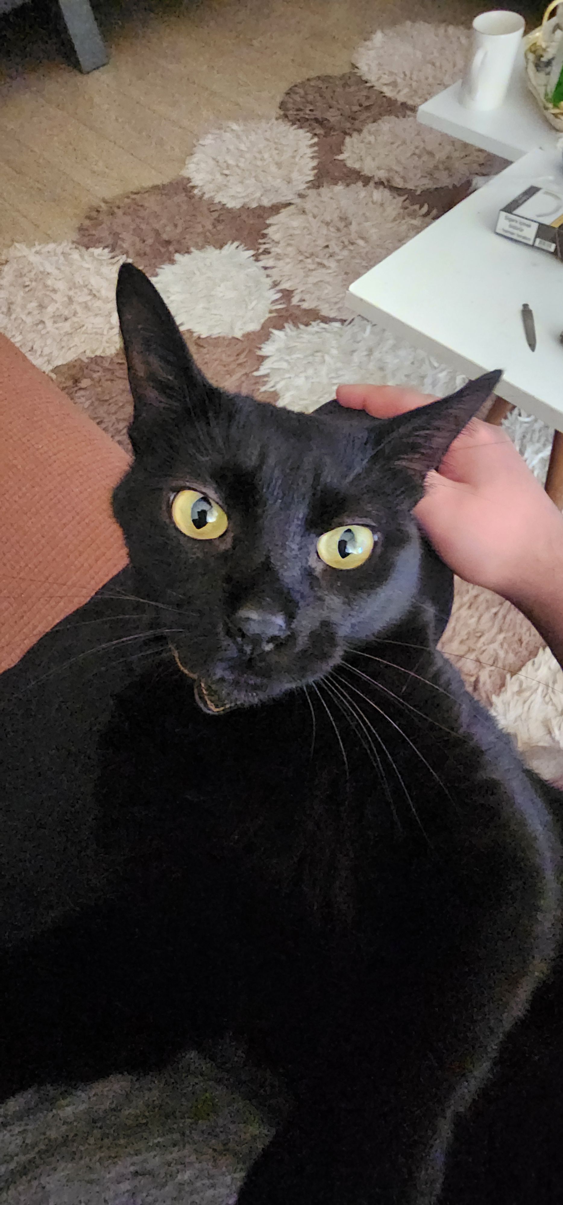 Josehp  - 48-77, Milas