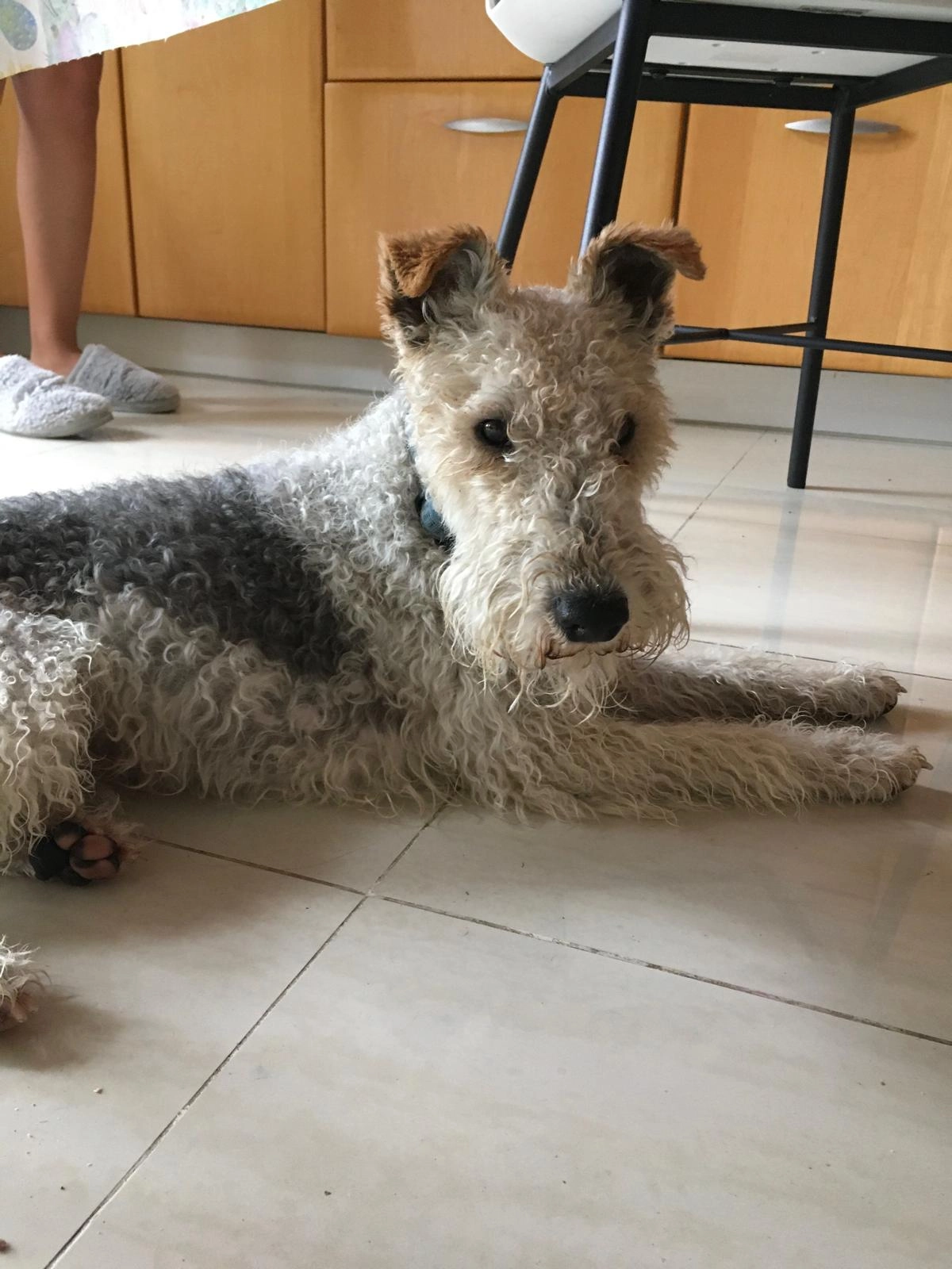 Toby - Calle de las Adelfas, Las Rozas de Madrid