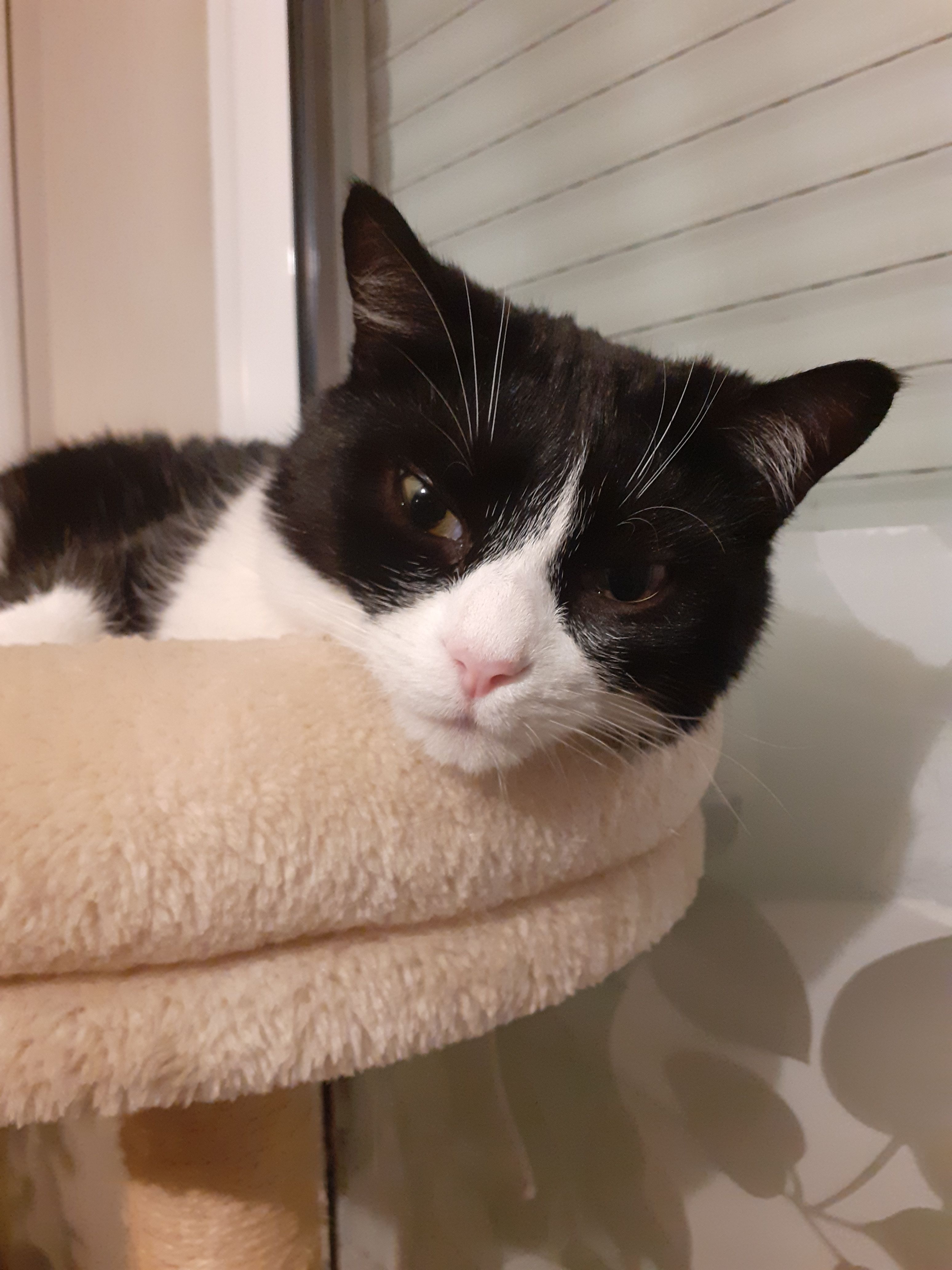 Otis - 29 Rue des Chambellans, Saint-Doulchard