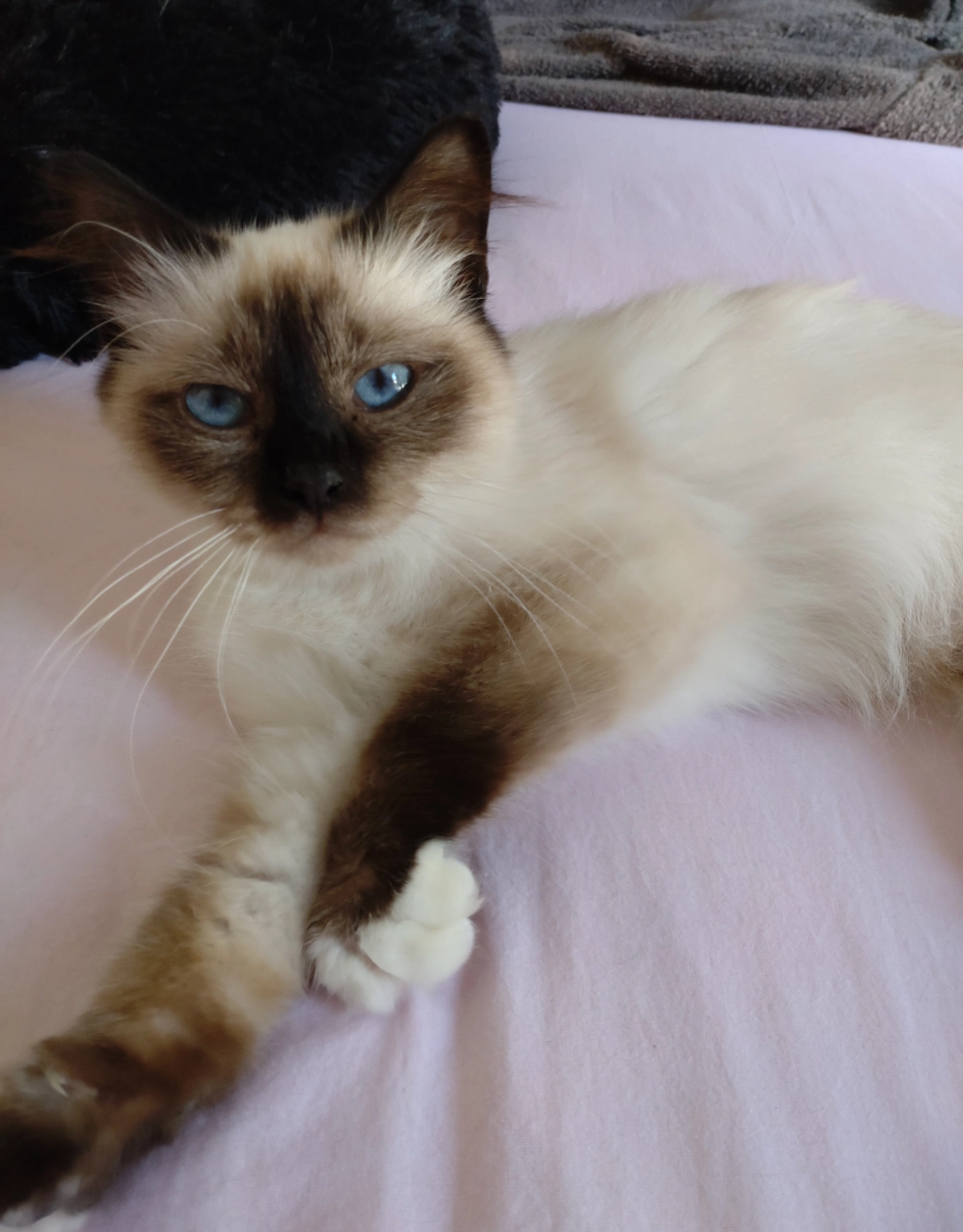 Praline  - Rue Eugène Prévot, Lagny-sur-Marne