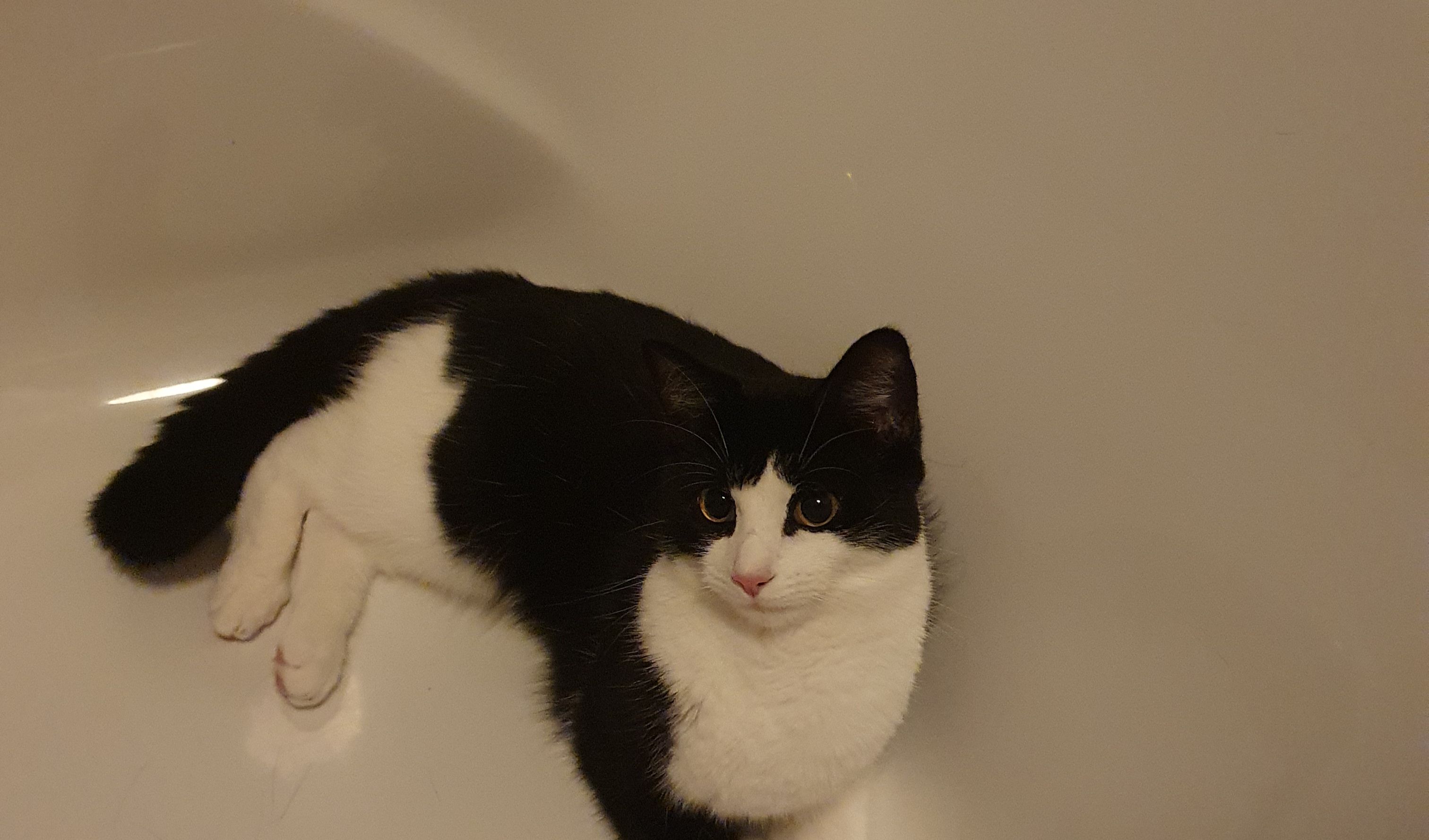 Billie - Leatherbottle Lane, Chichester