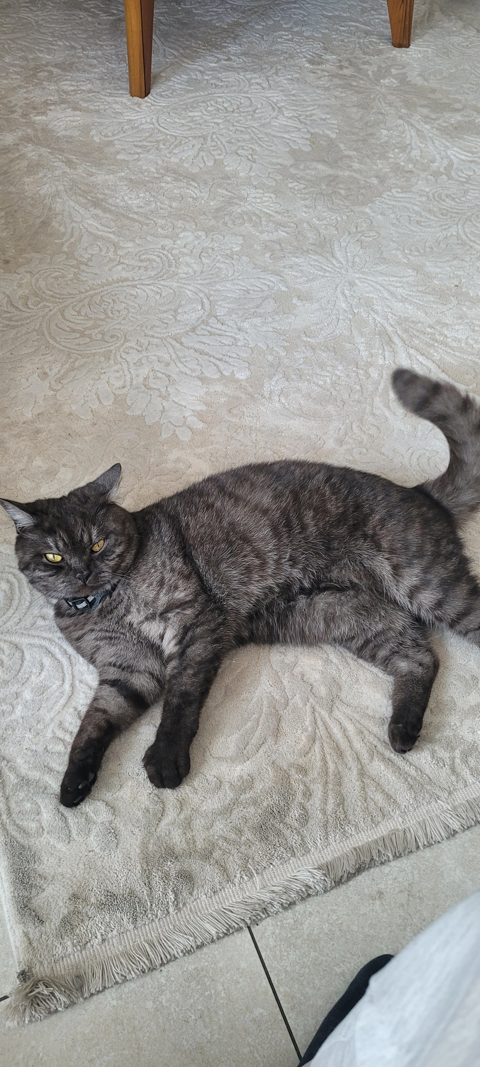 Tütsü - Schlüsselblumenstraße, Ingolstadt