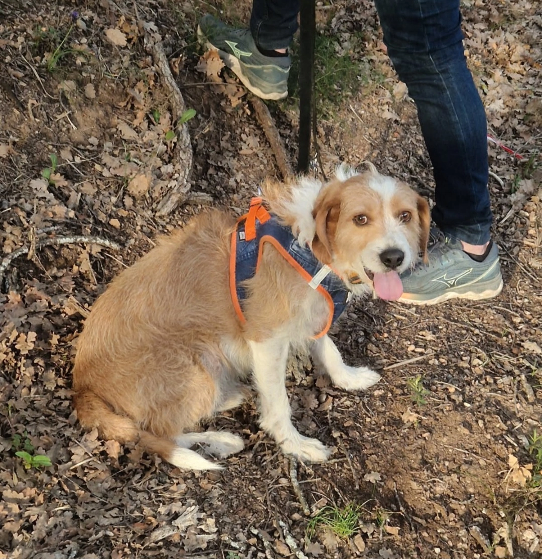 Cowboy  - Impasse de l'École Vieille, La Roquette-sur-Siagne