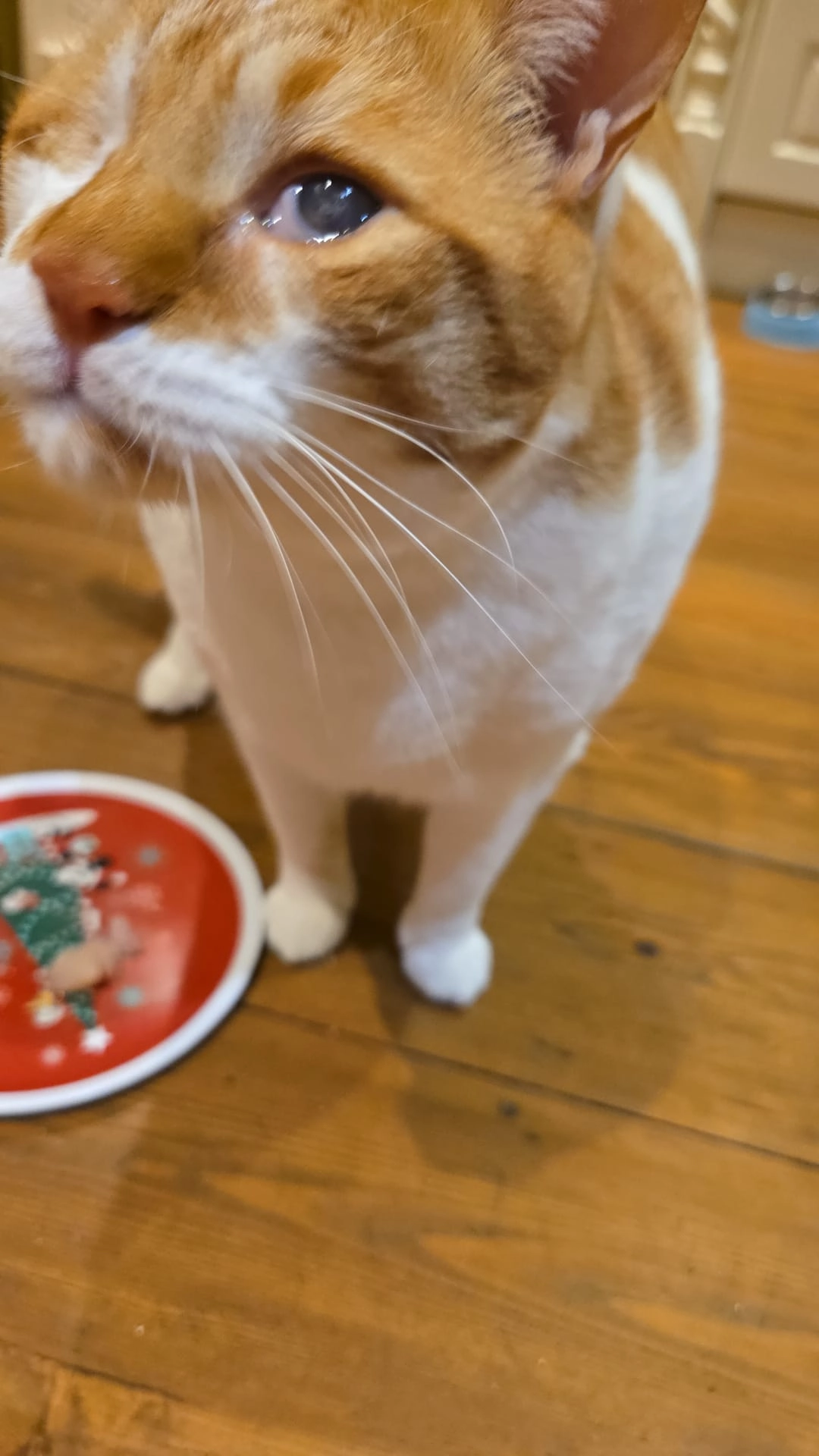 Stavros  - Radford Road, Crawley