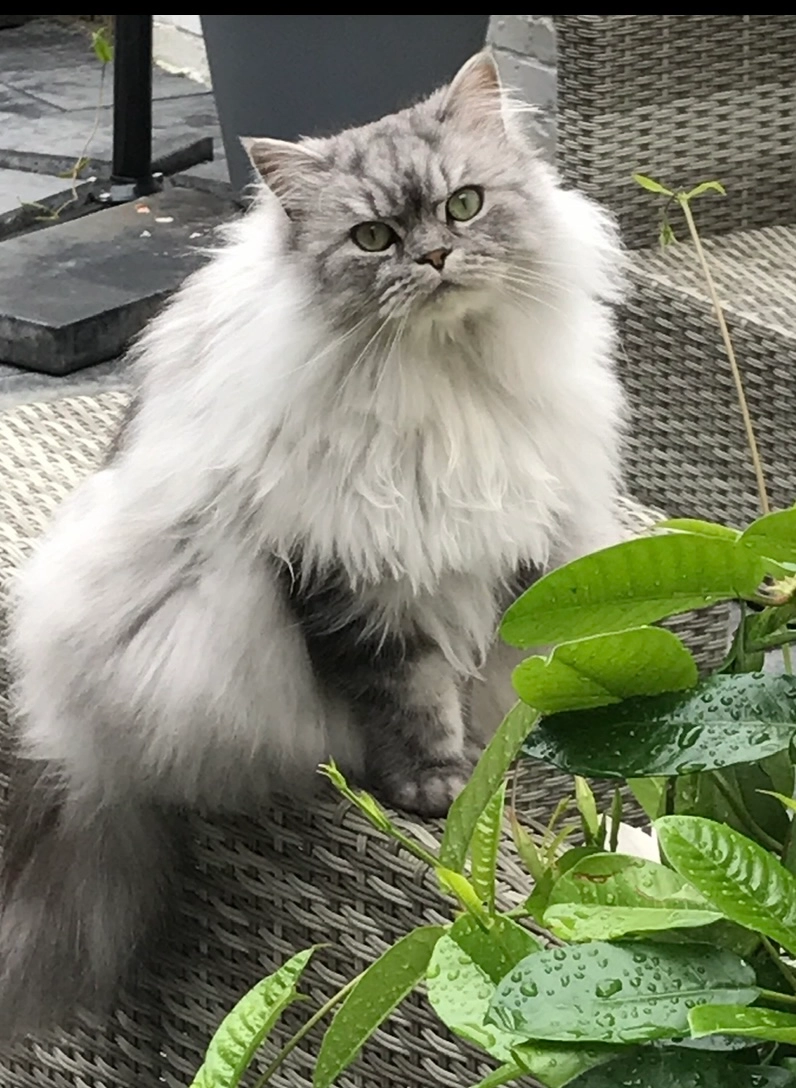 Nola - Skuorre, Leeuwarden