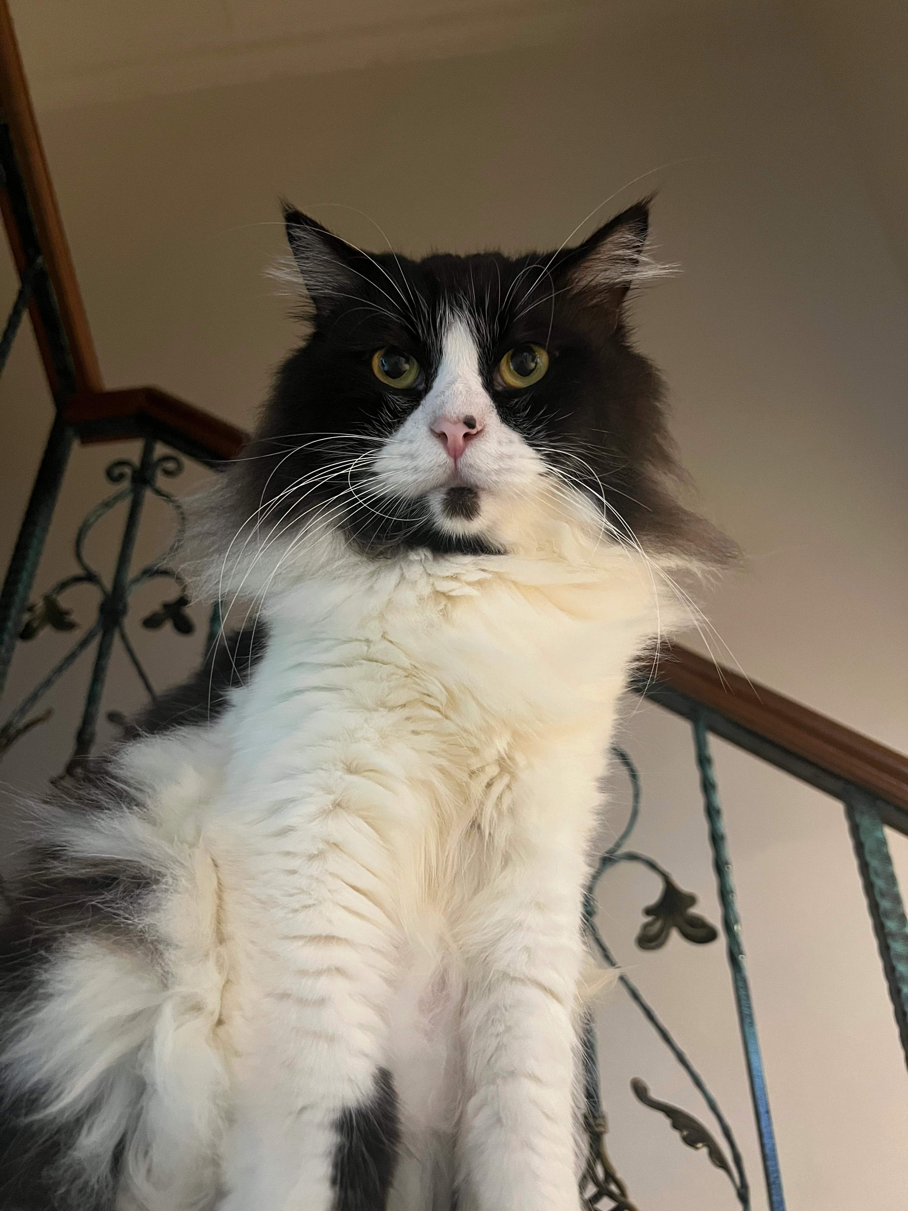 Mumu - Tampines Street 41, Singapore