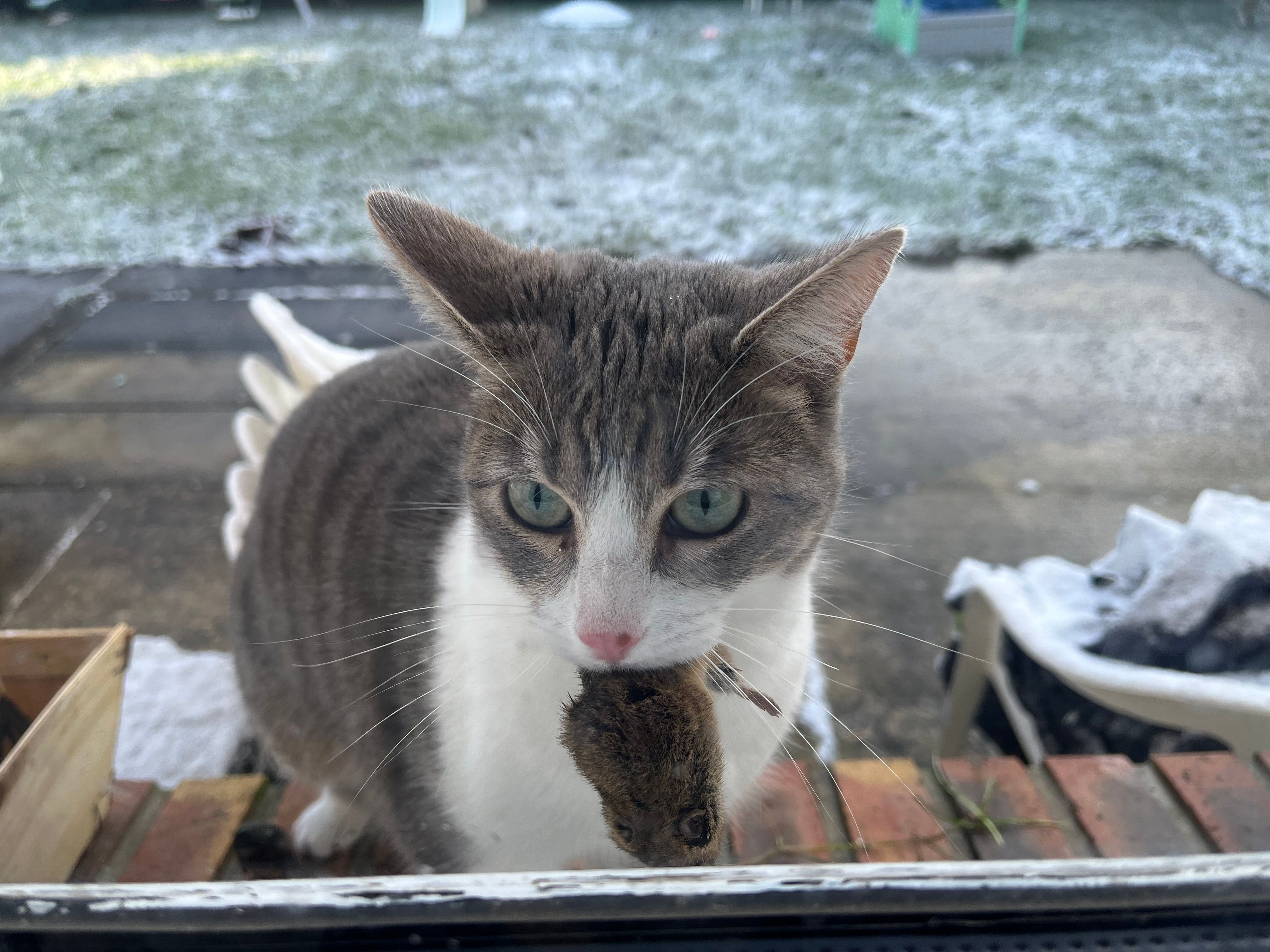 Arya  - Chemin De Provins, Champcenest