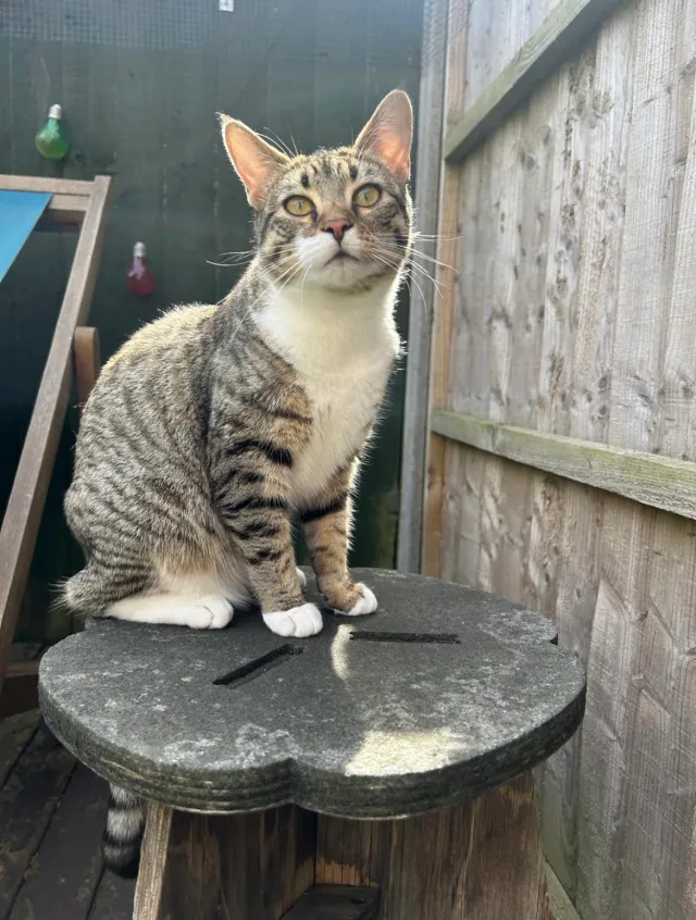 Frida - York Road, Reading