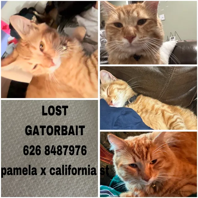 Gatorbait - 347E Pamela Rd, Monrovia