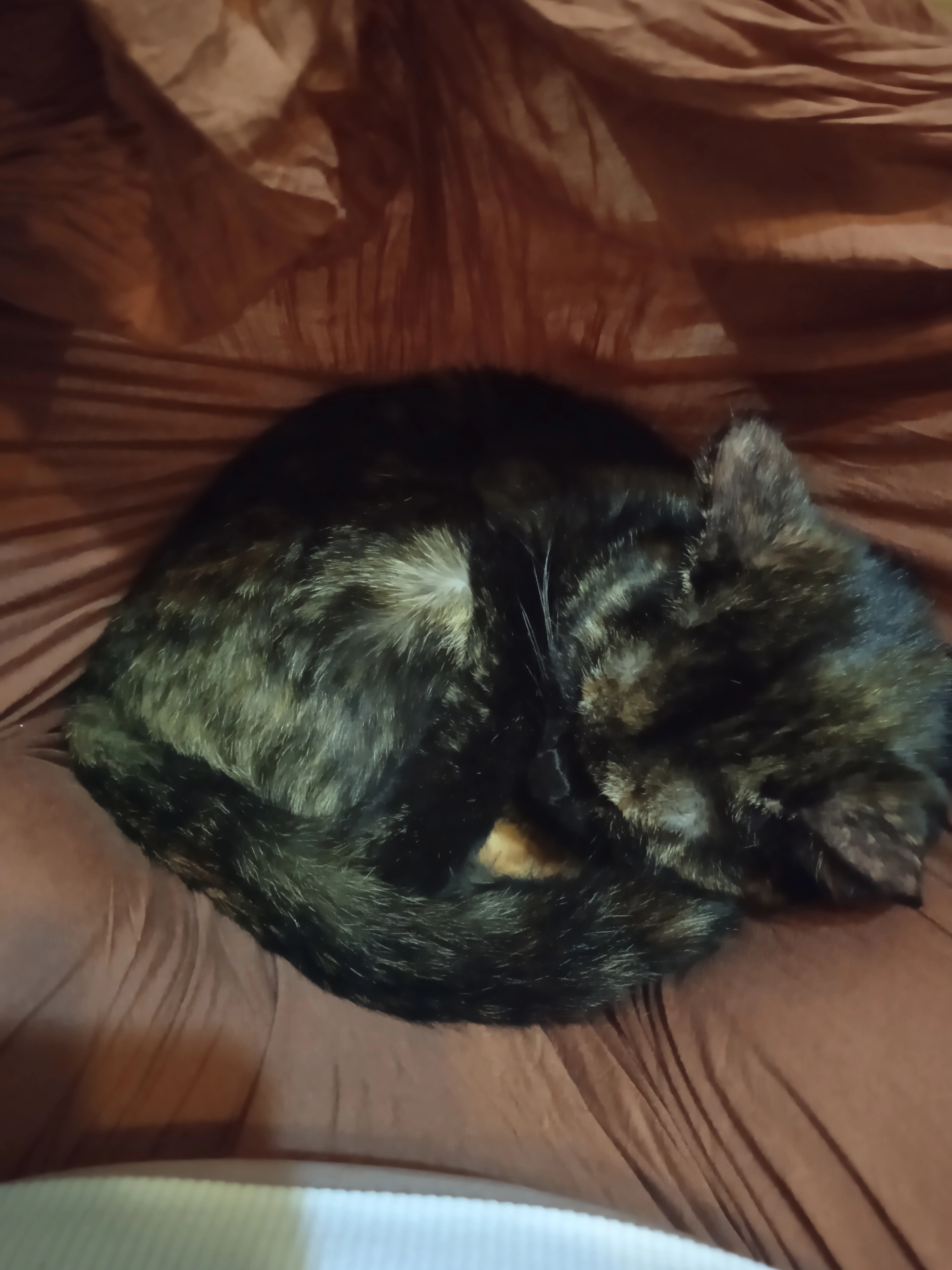 Jenna  - Přecechtělova, Prague