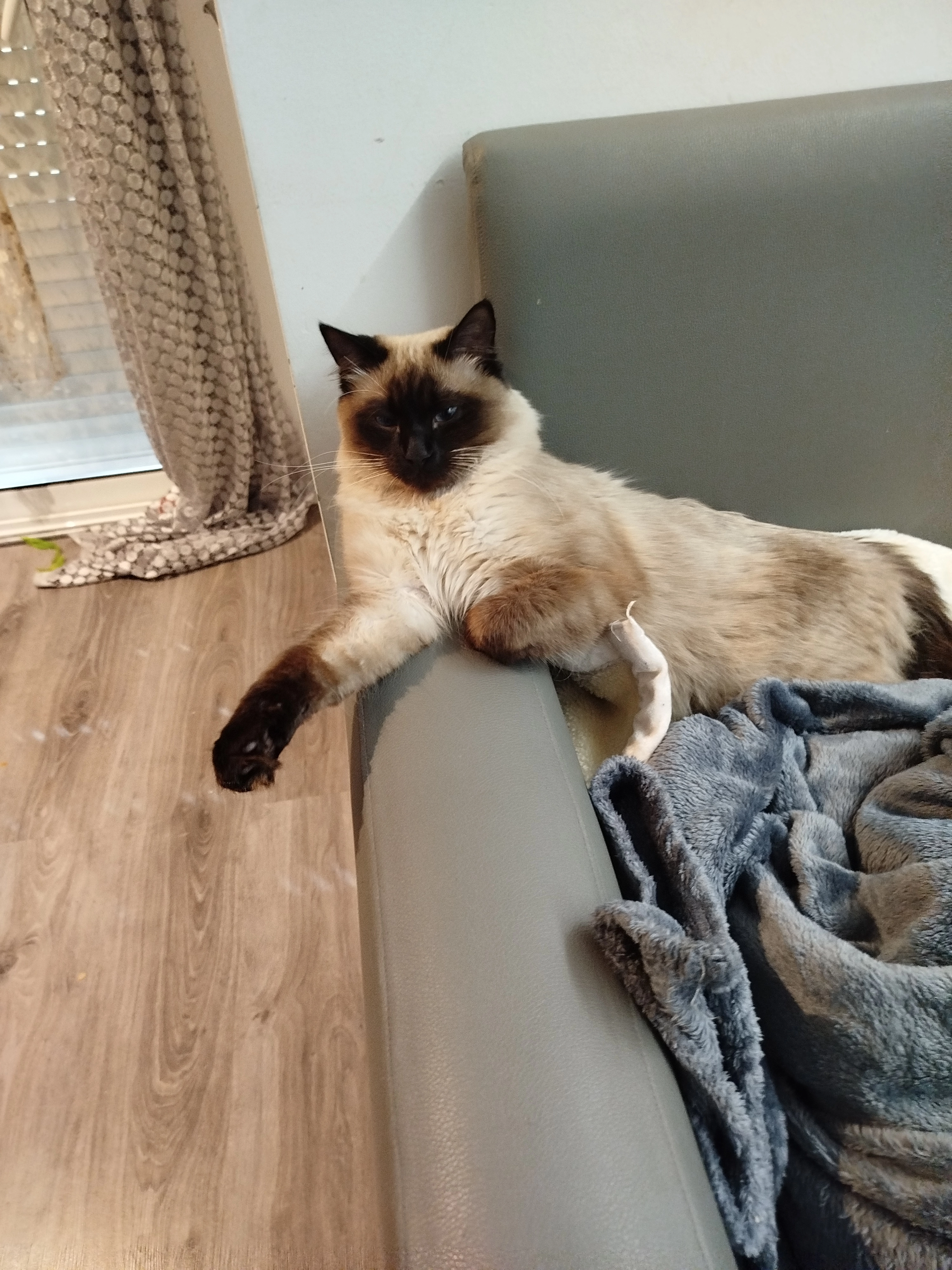 Larch - Grup Pont Major, Girona