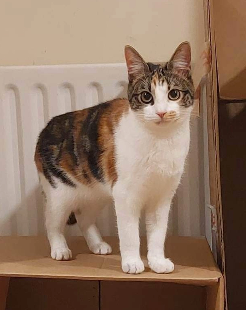 Pumpkin - Fuchsia Avenue, Limerick