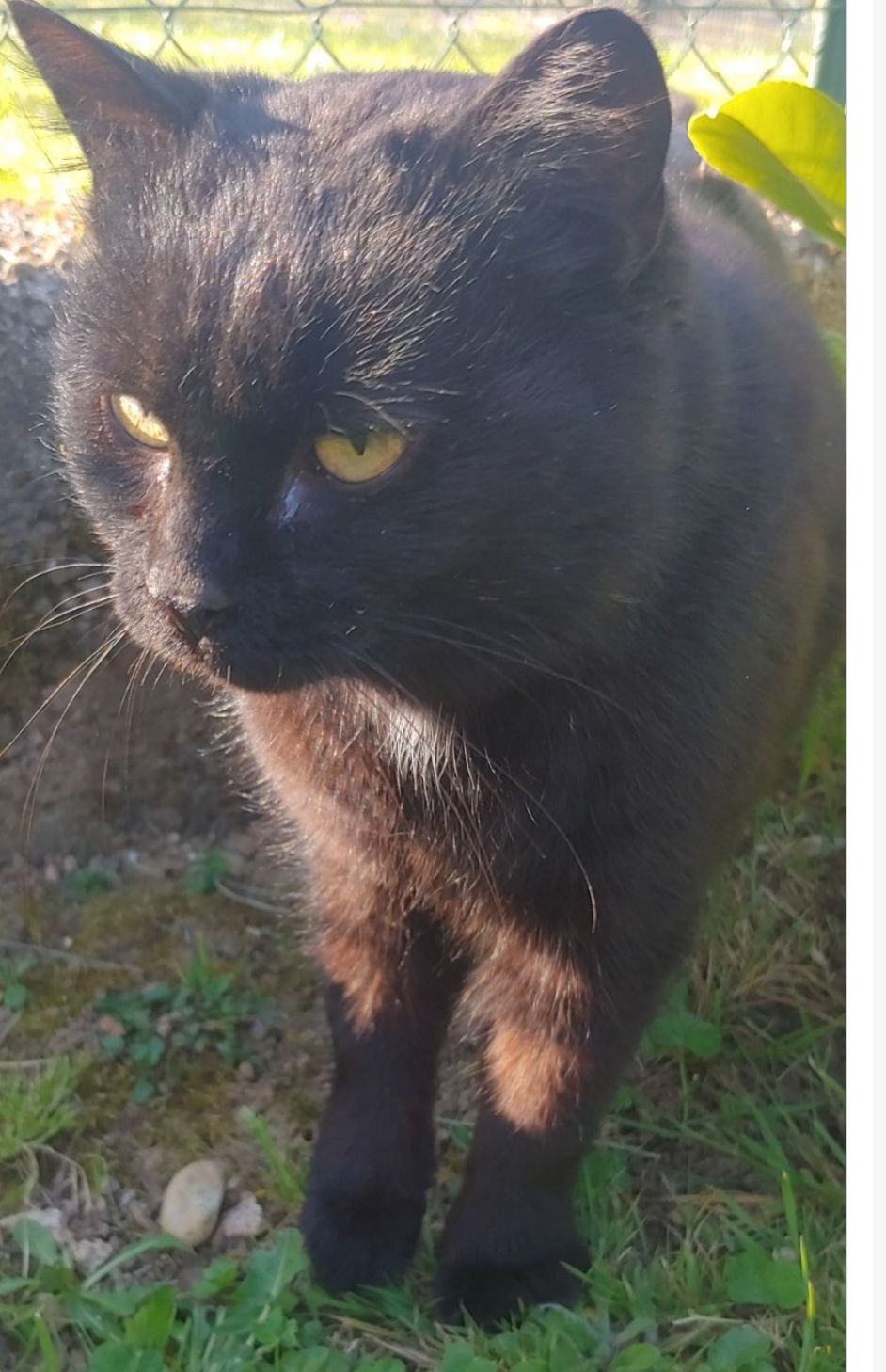 Léo  - Rue Gustave Lefranc, Dole