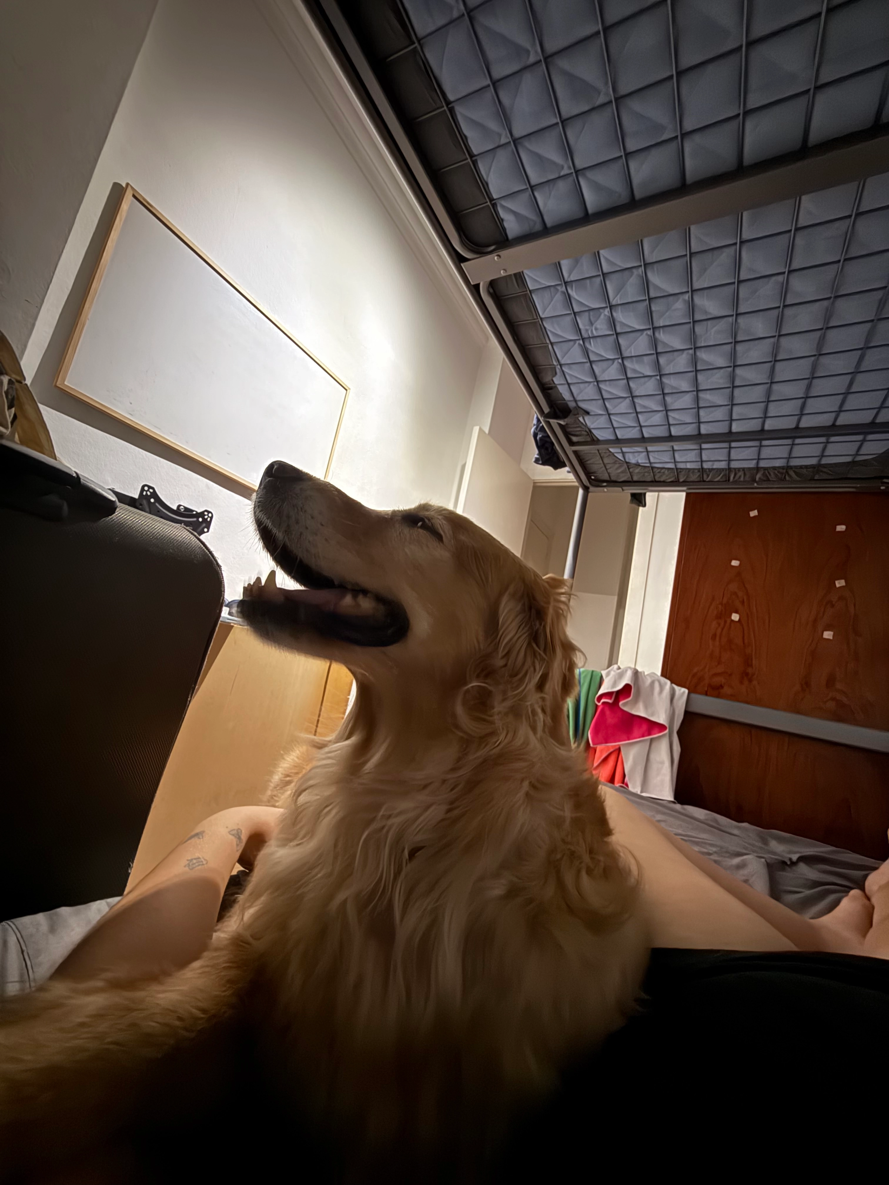 Gringa - C/Regent Mendieta 14-20. Entresuelo 4A, Barcelona