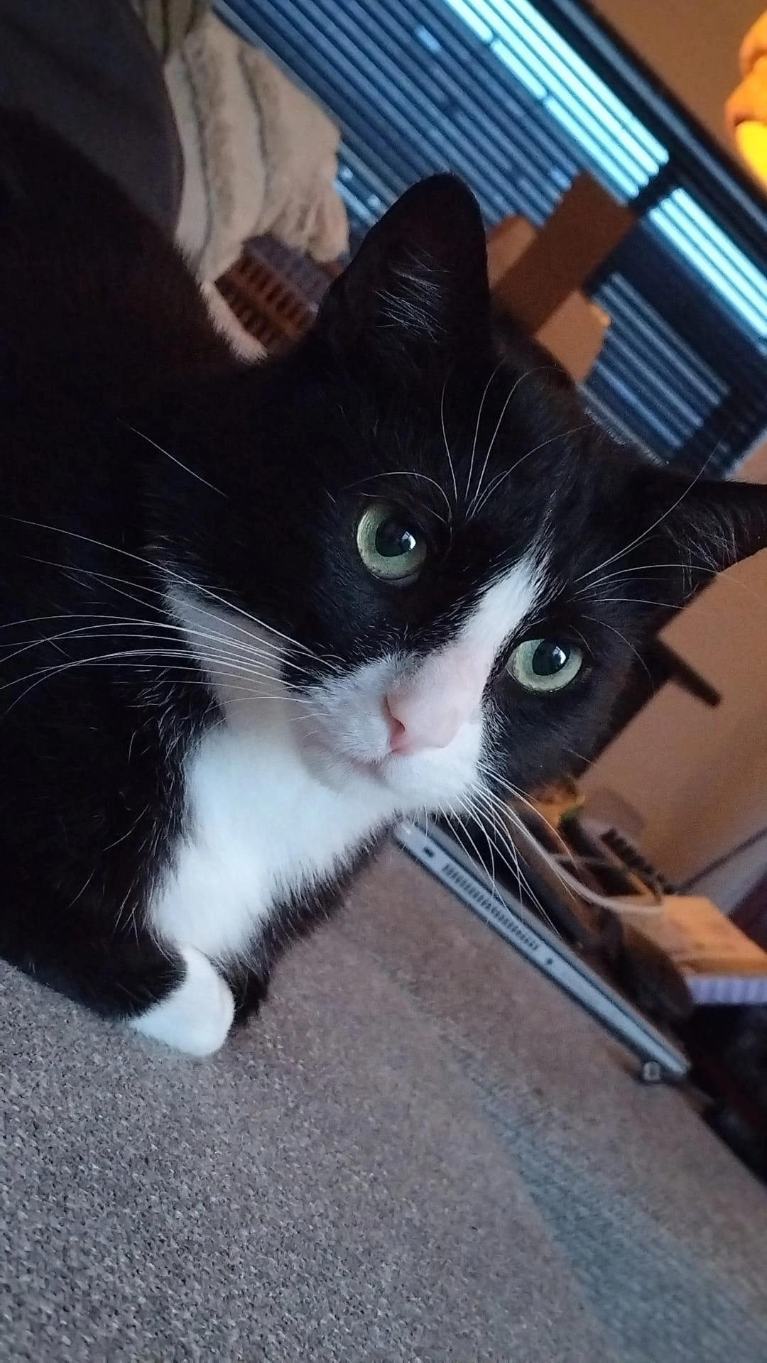 Baco - Gounodstraat, Zevenaar