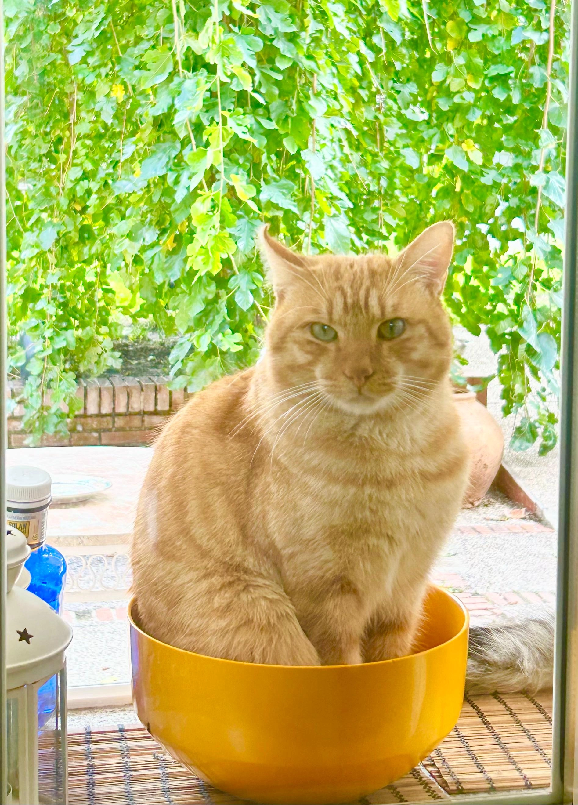 Pocholo  - Calle de Belisana 4, Madrid