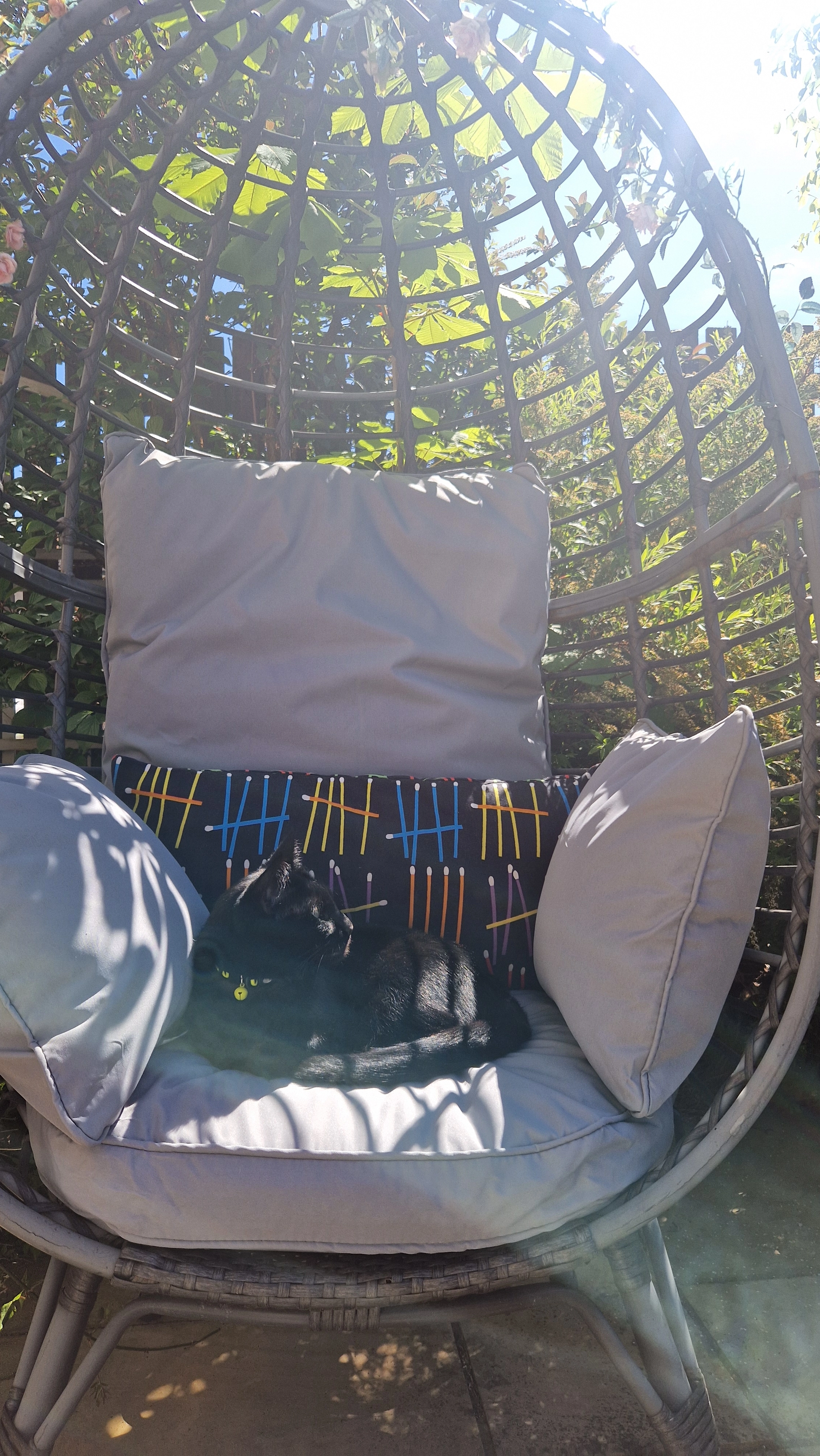 Miss Kitty  - Forth View Loan, Dalkeith